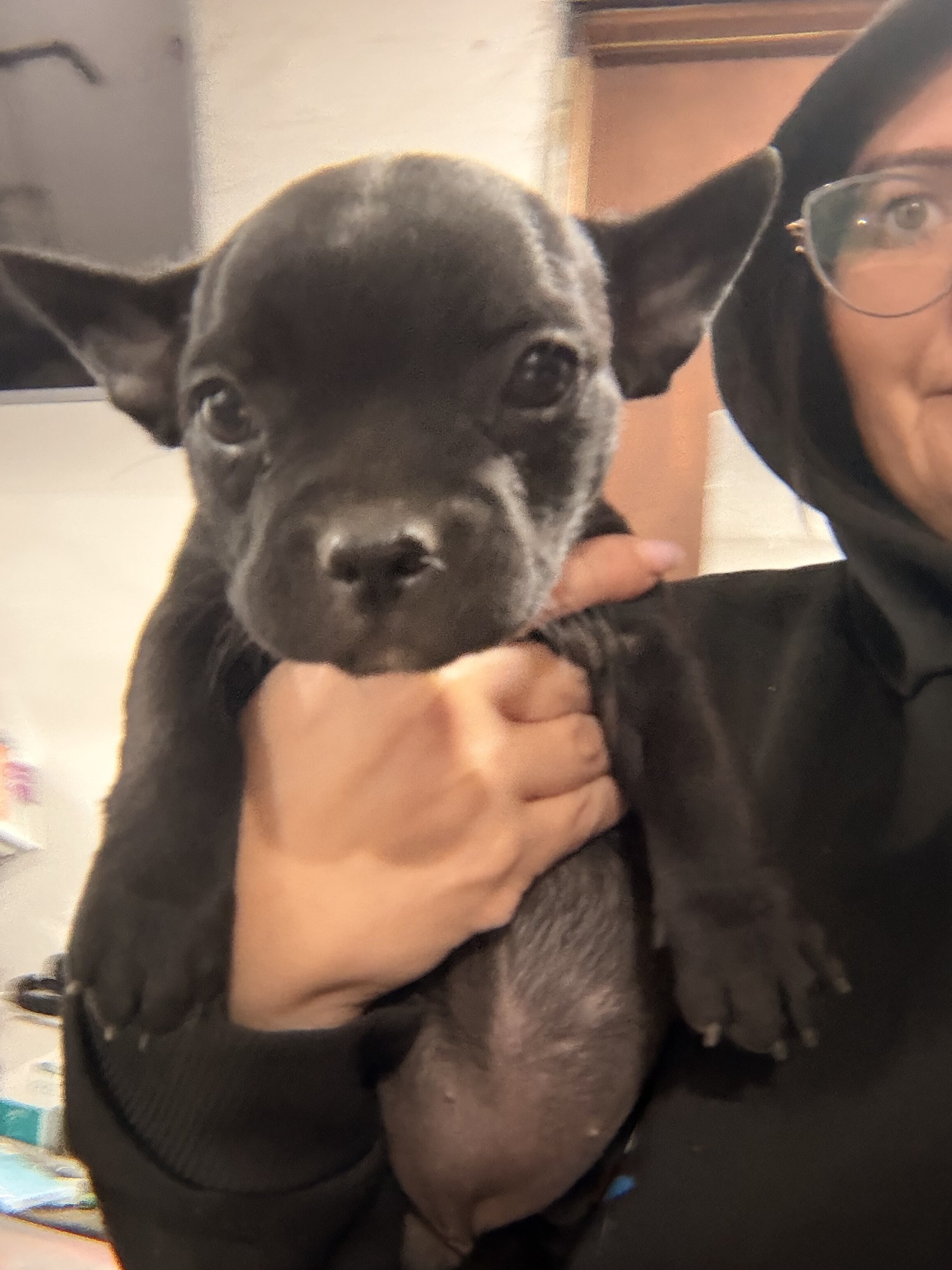 French bullhuahua puppies image 5