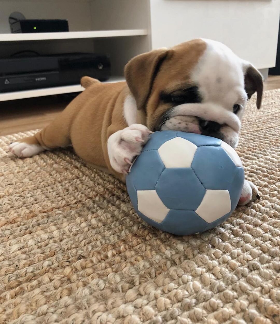 English Bulldog Puppies Males & Females Available image 1