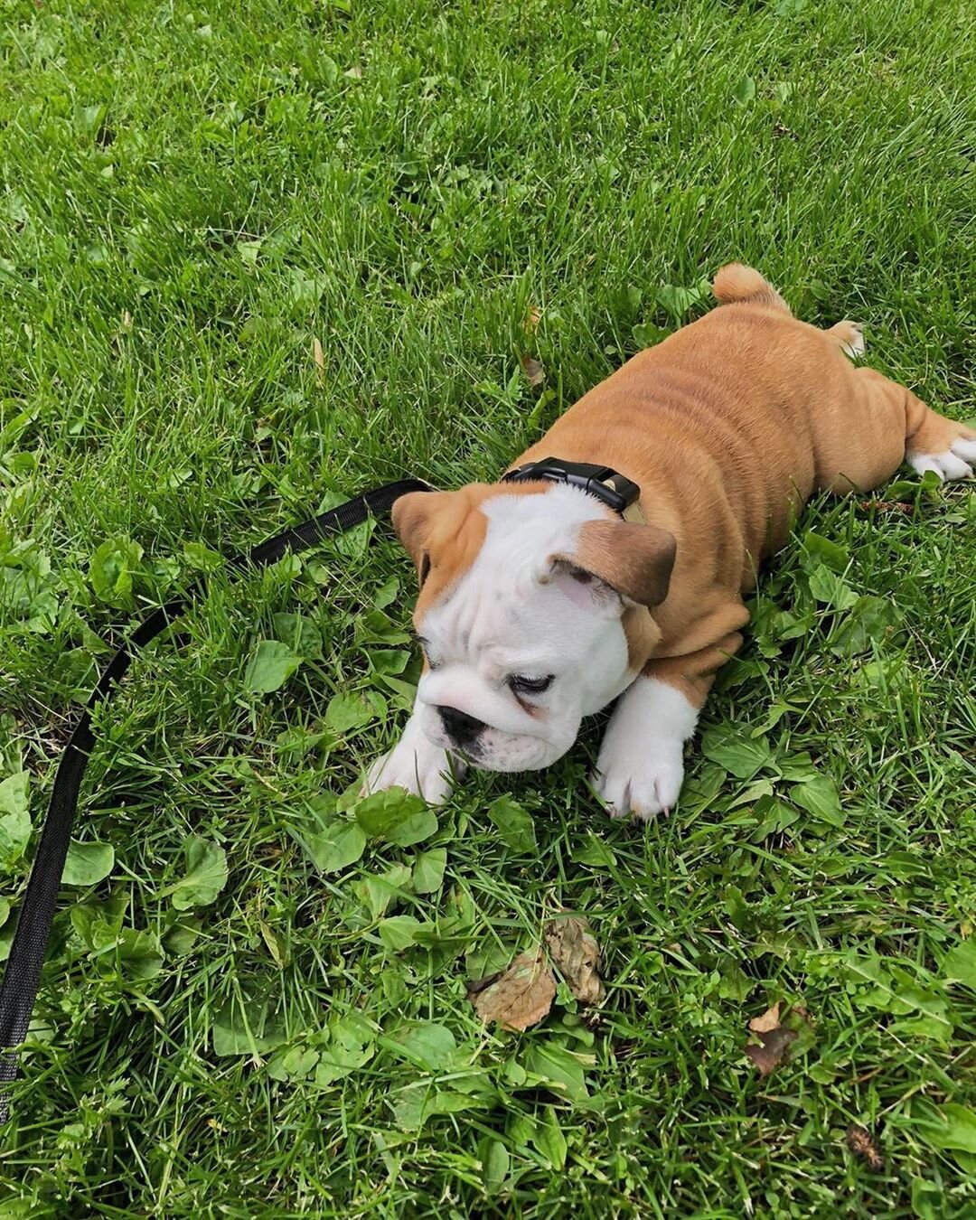 English Bulldog Puppies Males & Females Available image 2