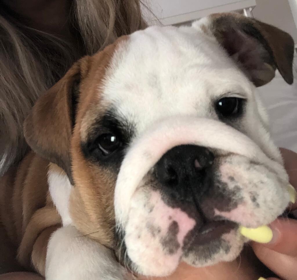 English Bulldog Puppies Males & Females Available image 3