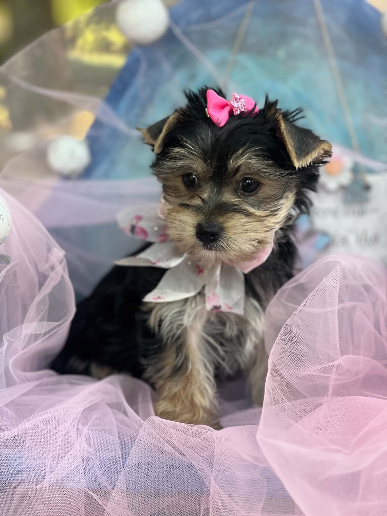 Female full blooded yorkie image 8