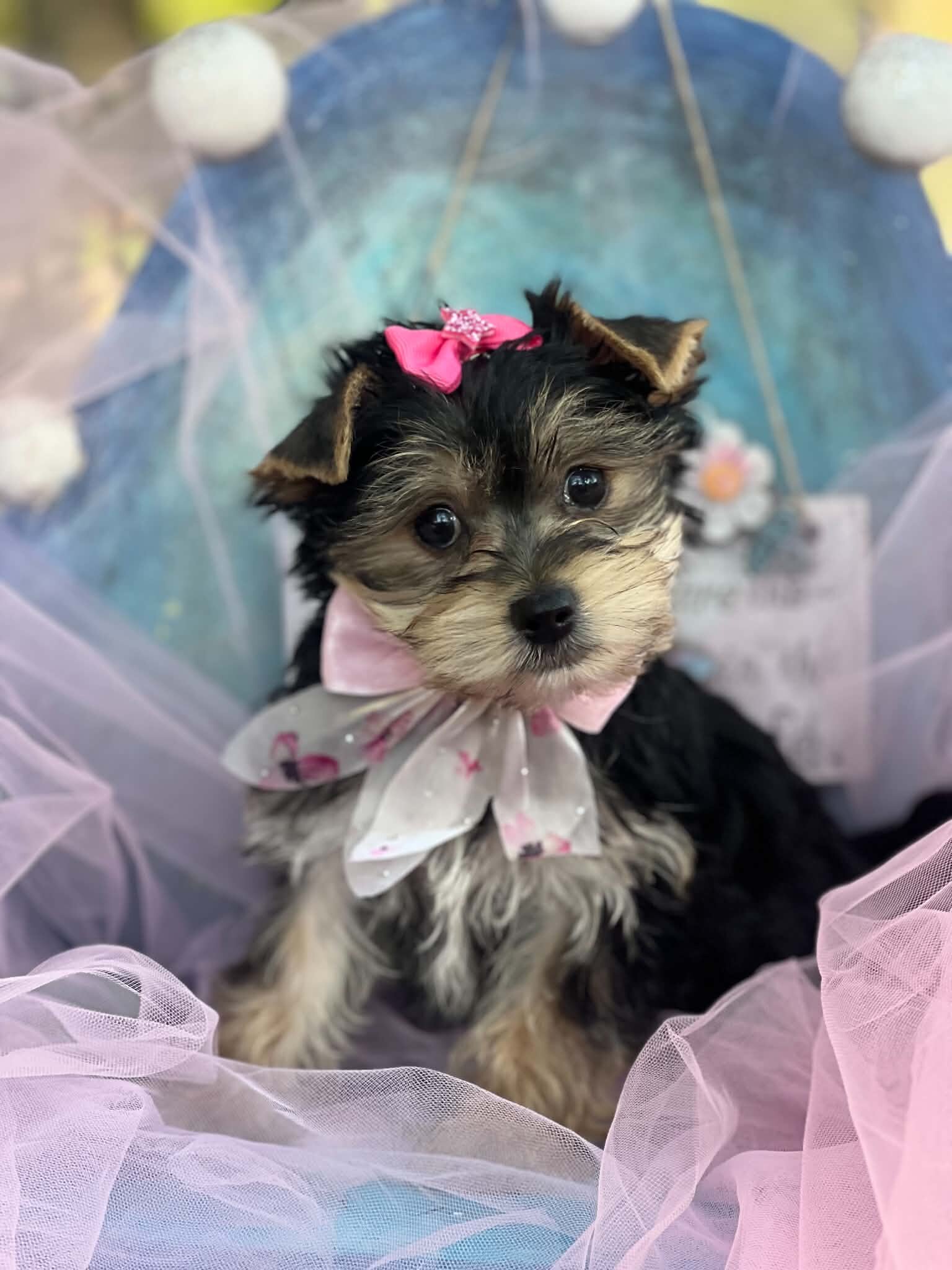 Female full blooded yorkie image 5