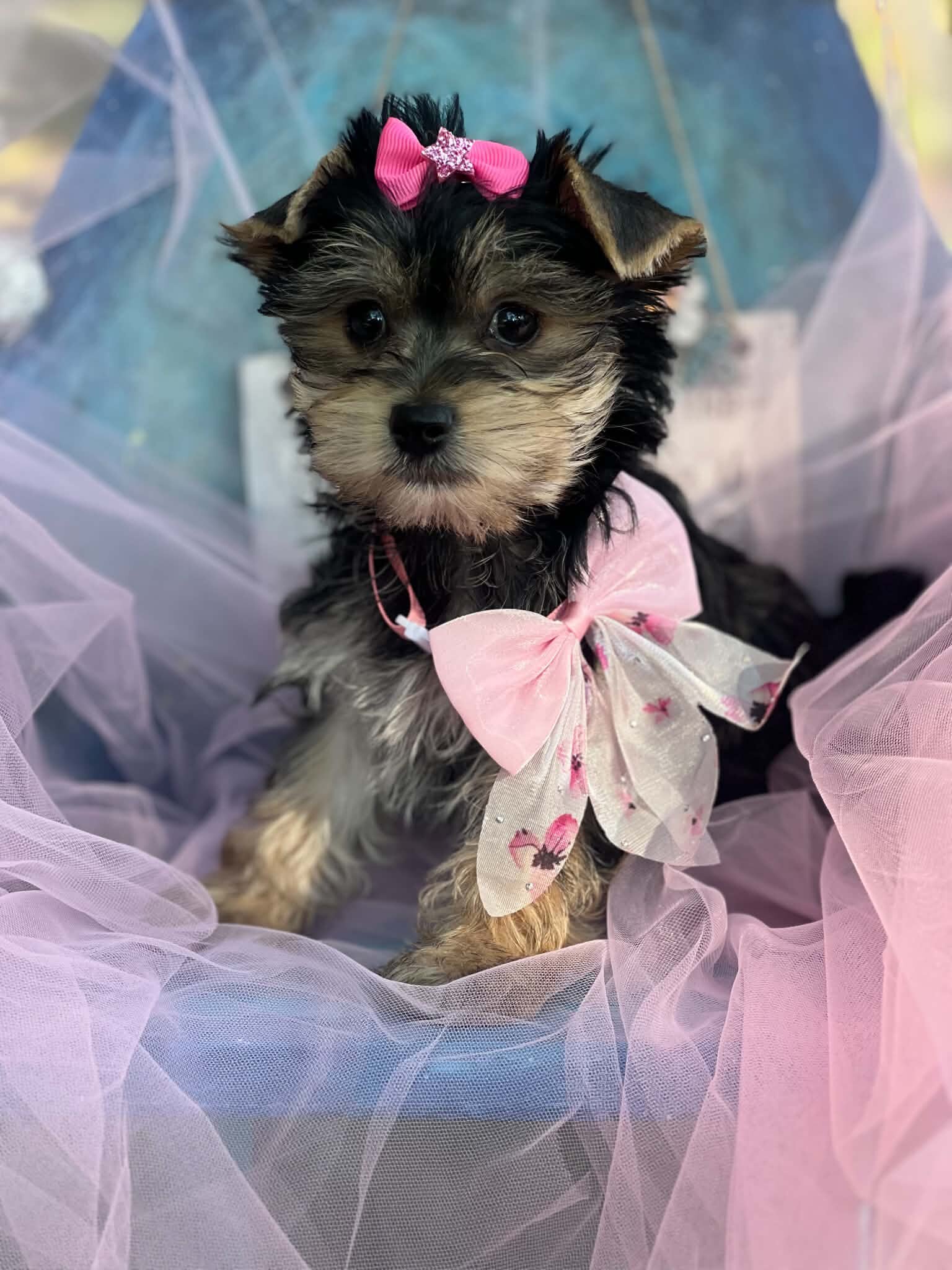 Female full blooded yorkie image 2