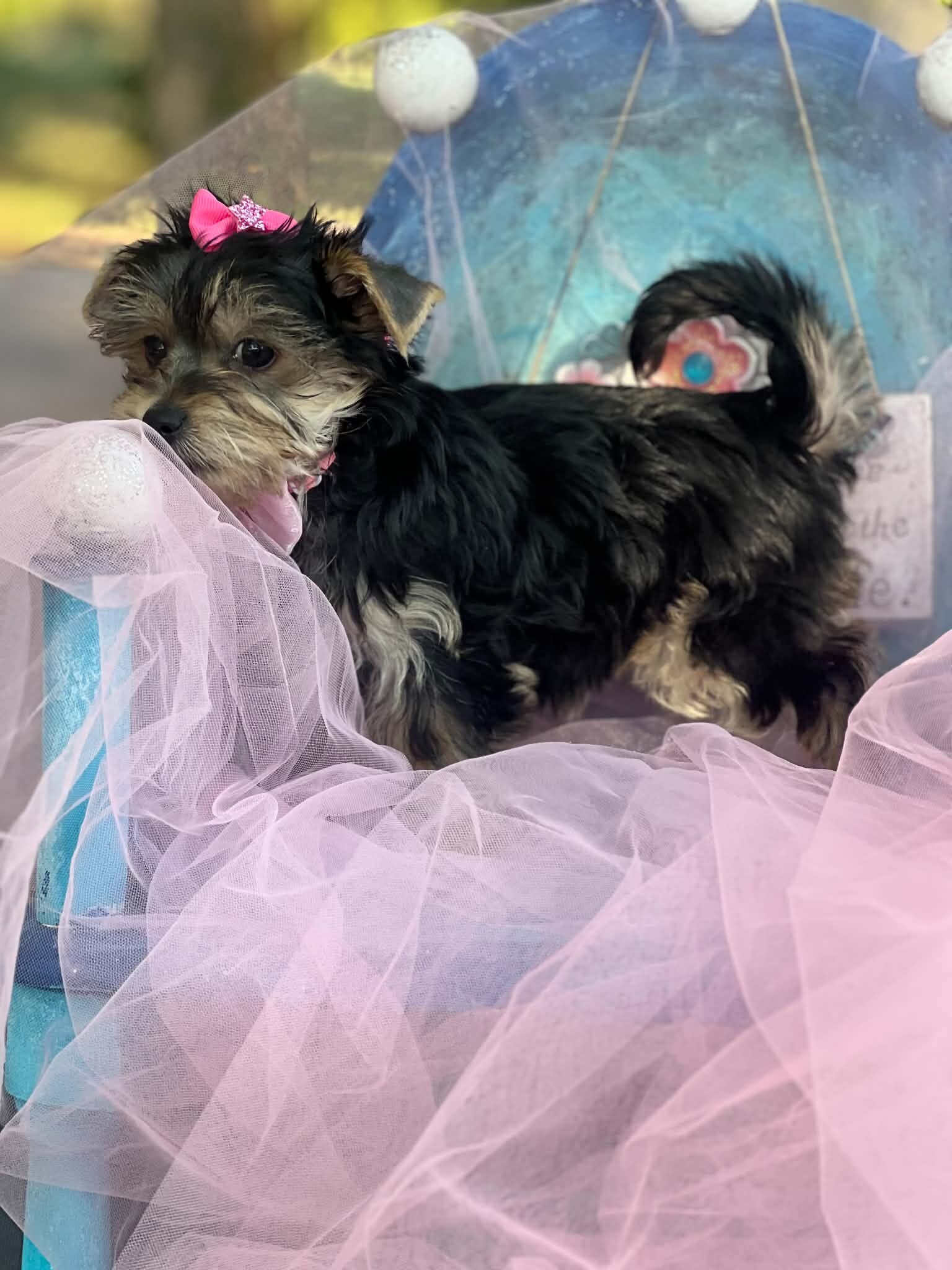 Female full blooded yorkie image 3