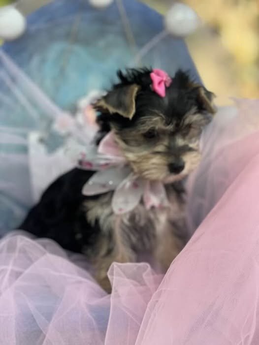Female full blooded yorkie image 1