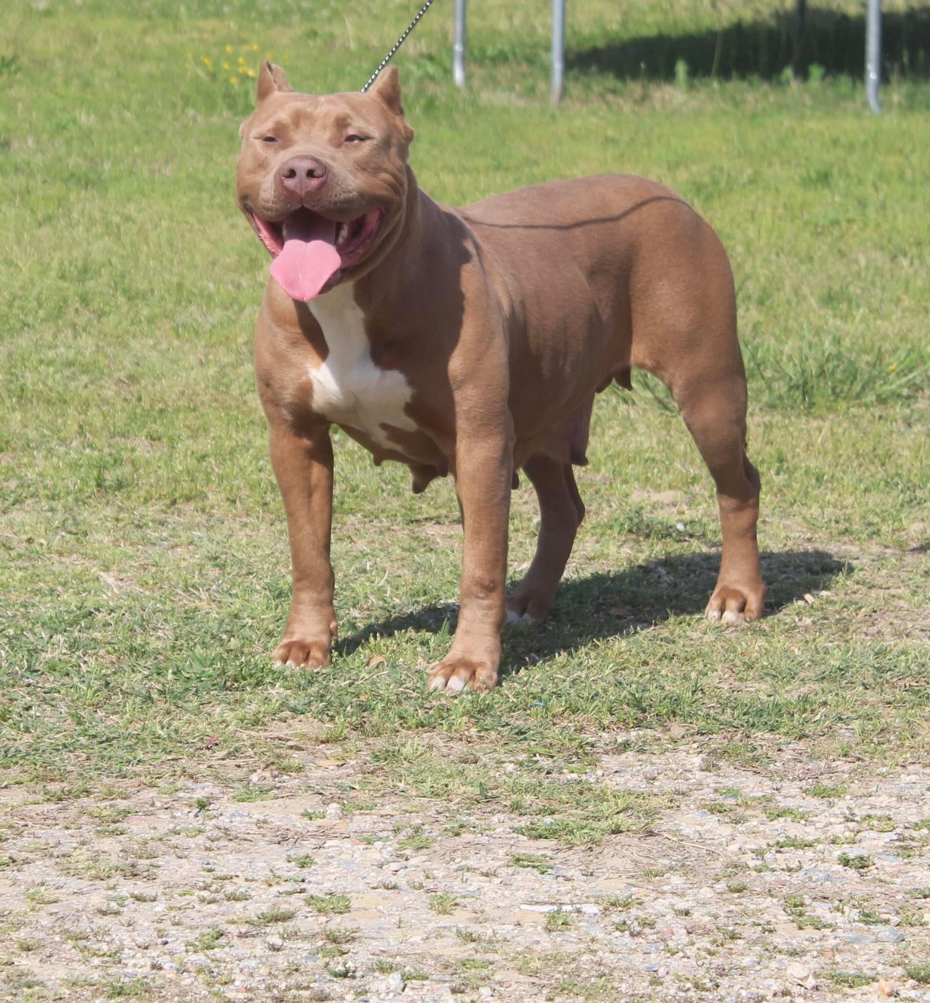 Xl American bully. Female image 5