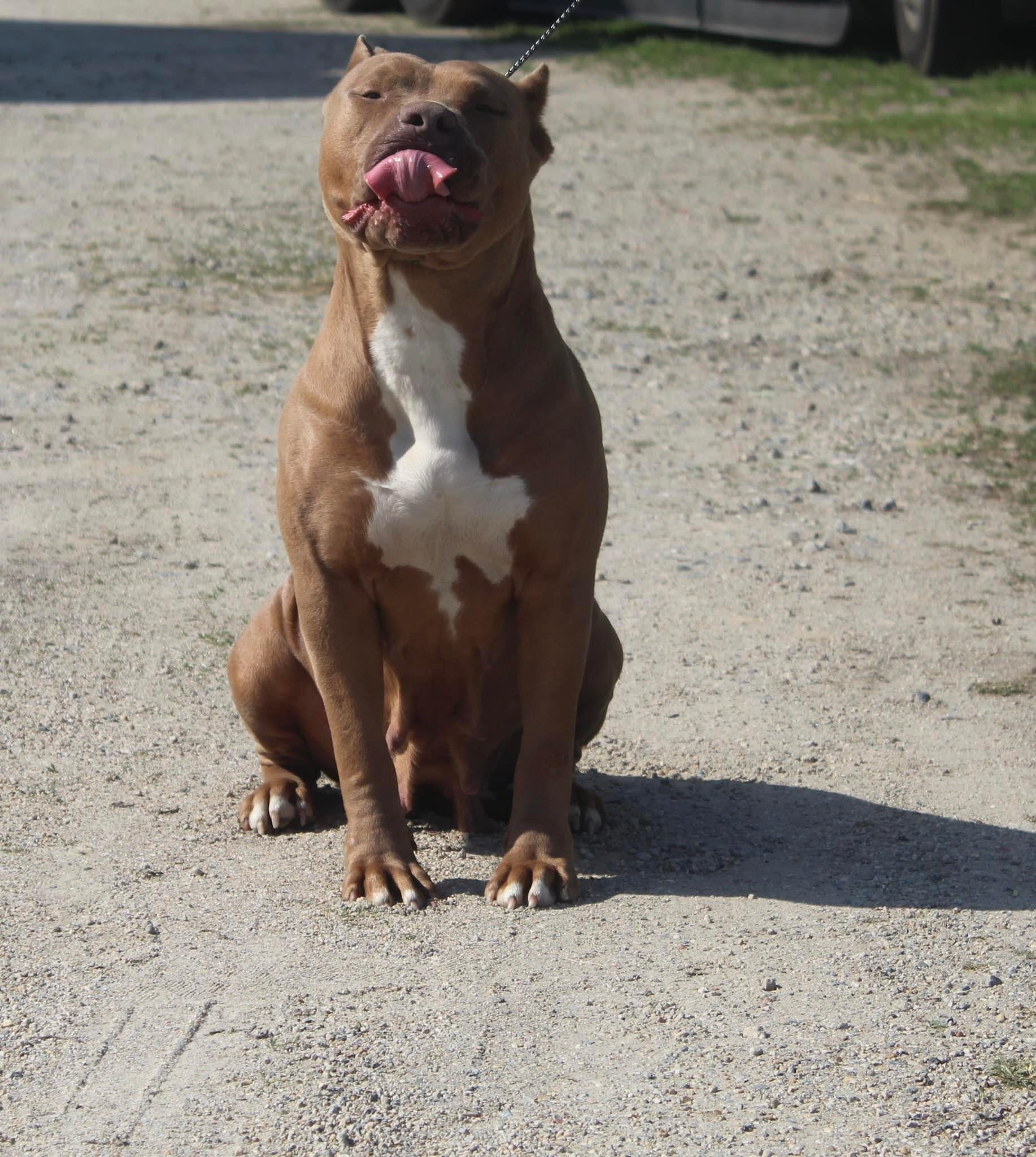 Xl American bully. Female image 3