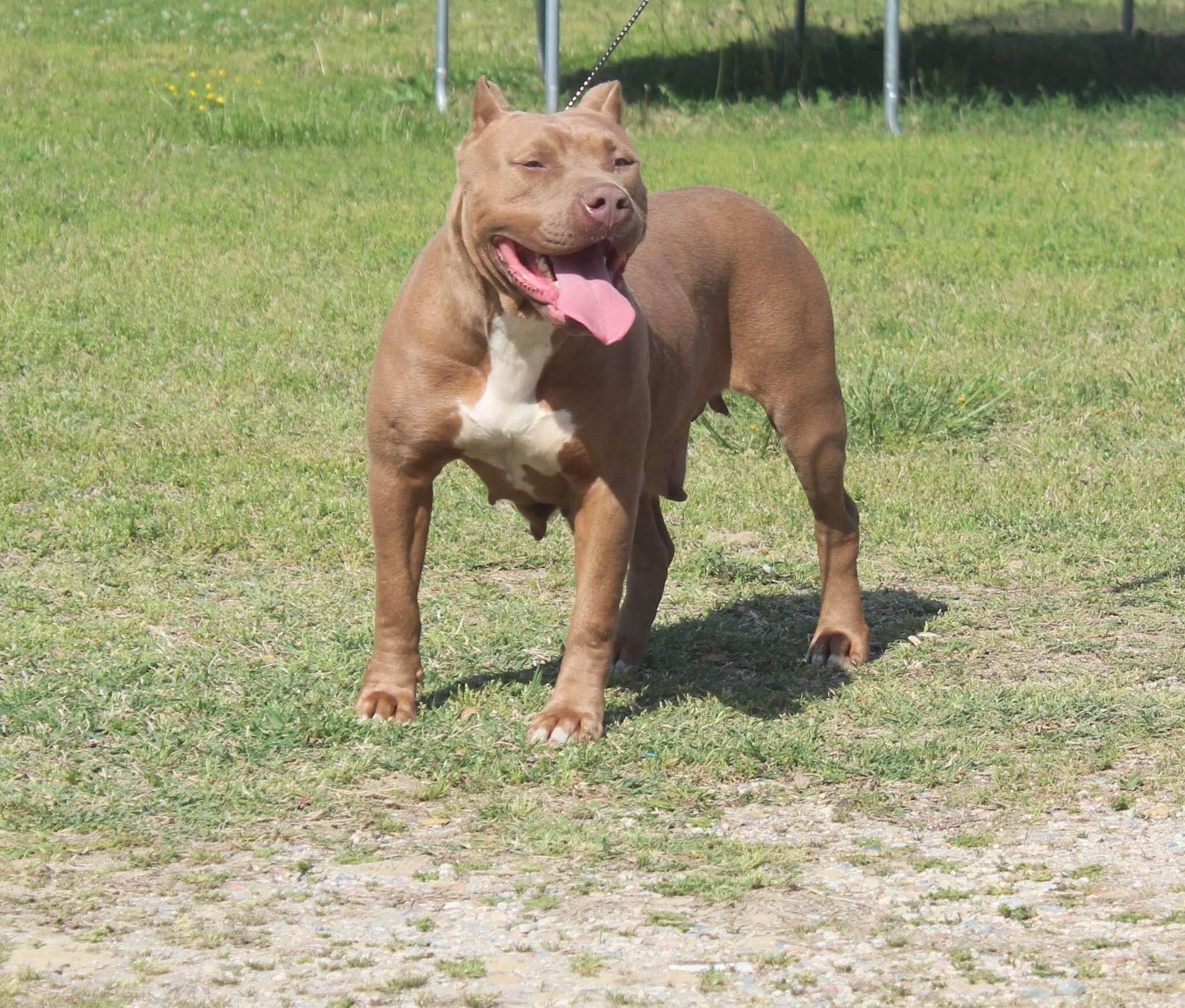 Xl American bully. Female image 2
