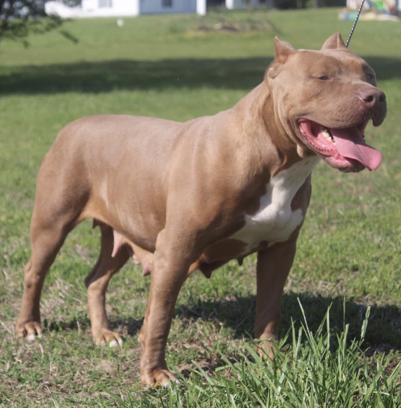 Xl American bully. Female image 4