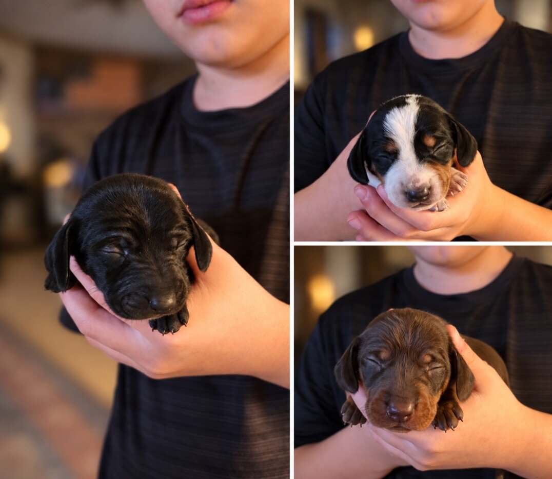 Miniature Dachshund image 2