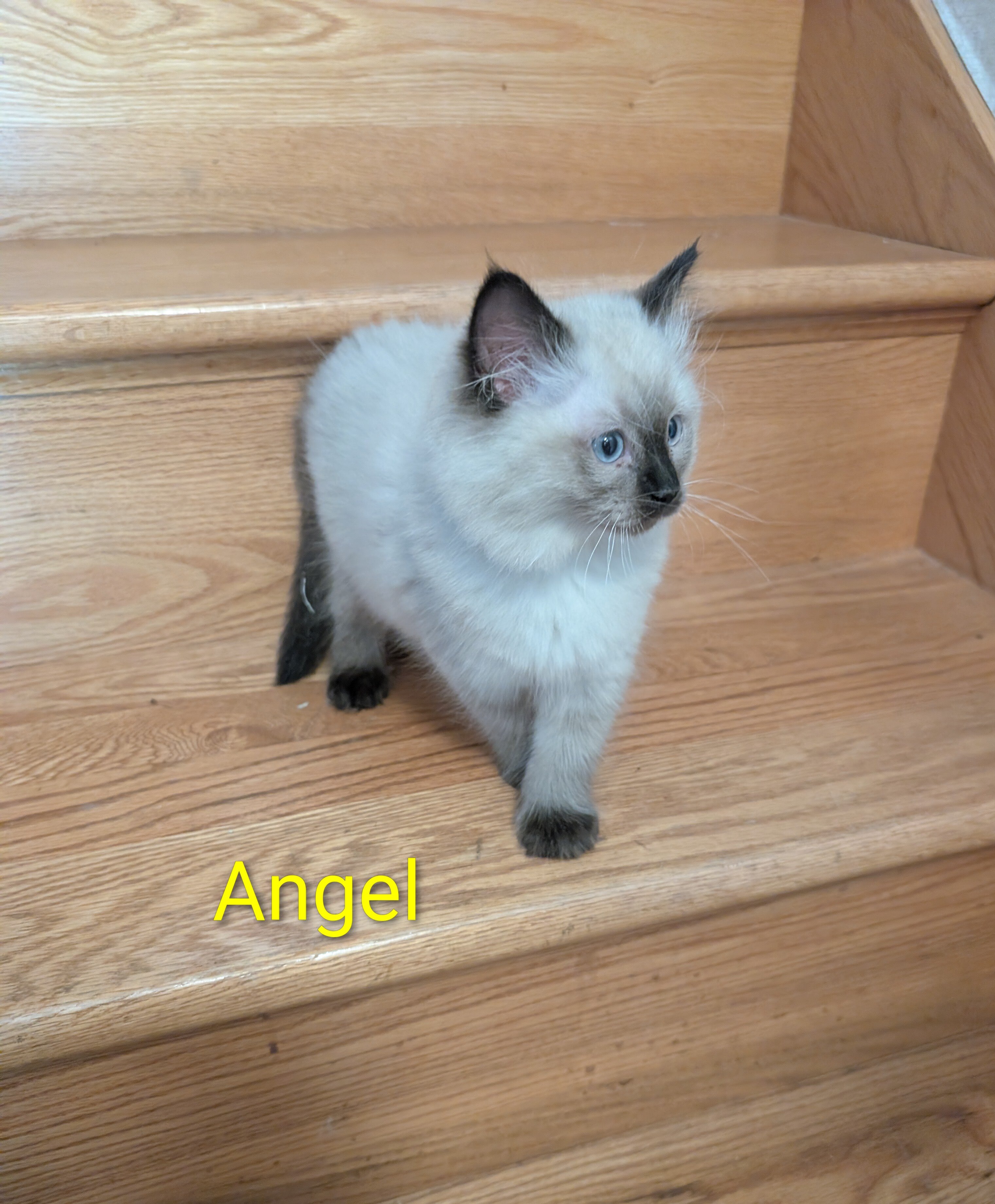 Ragdoll kittens image 1