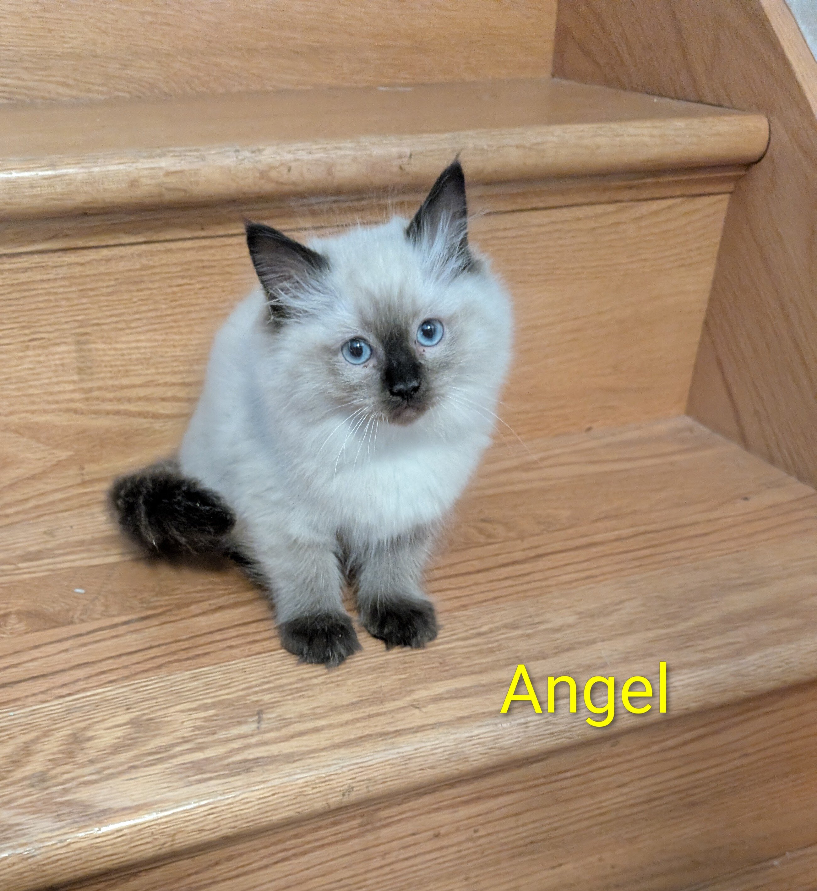 Ragdoll kittens image 2