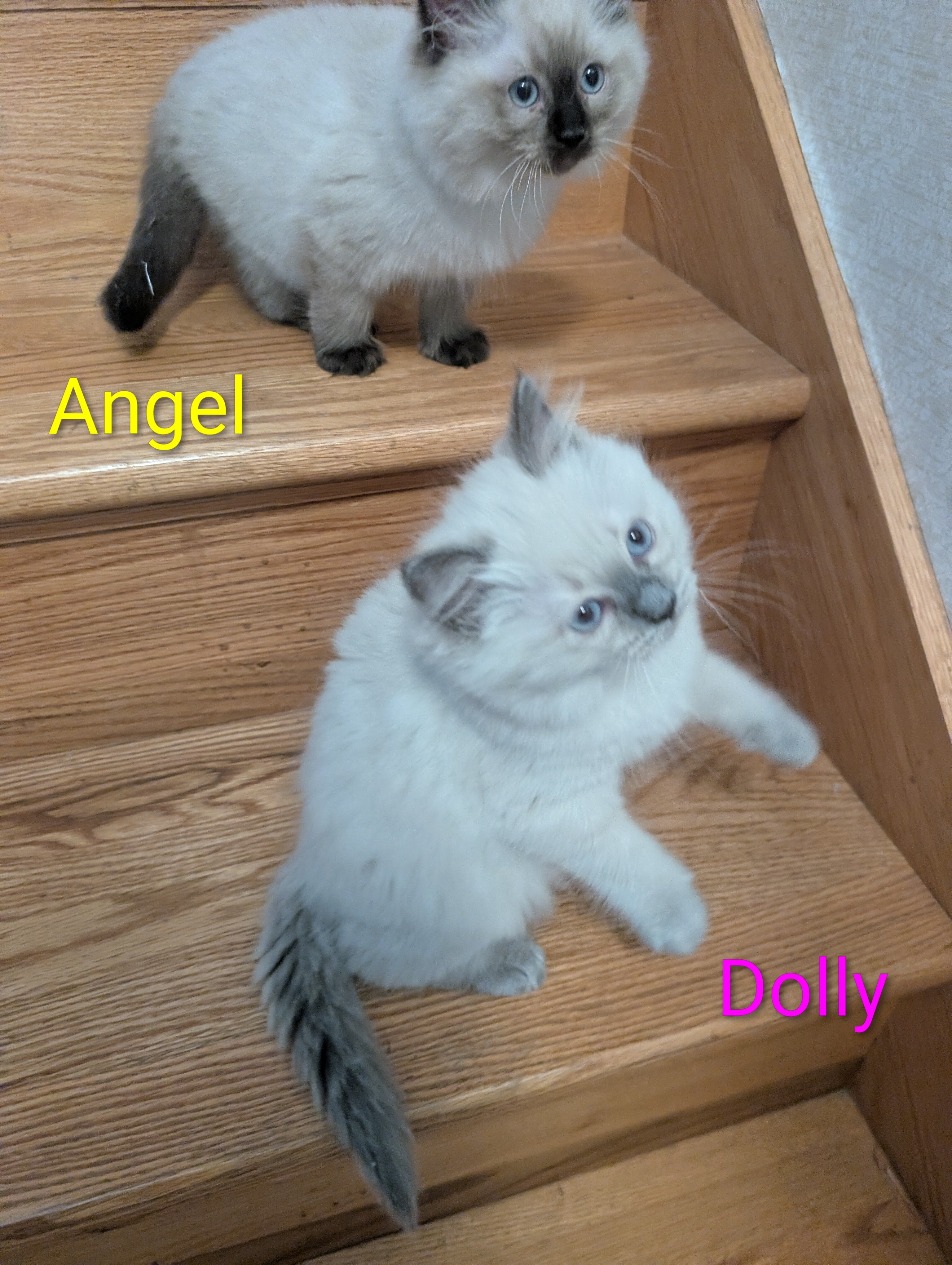 Ragdoll kittens image 3