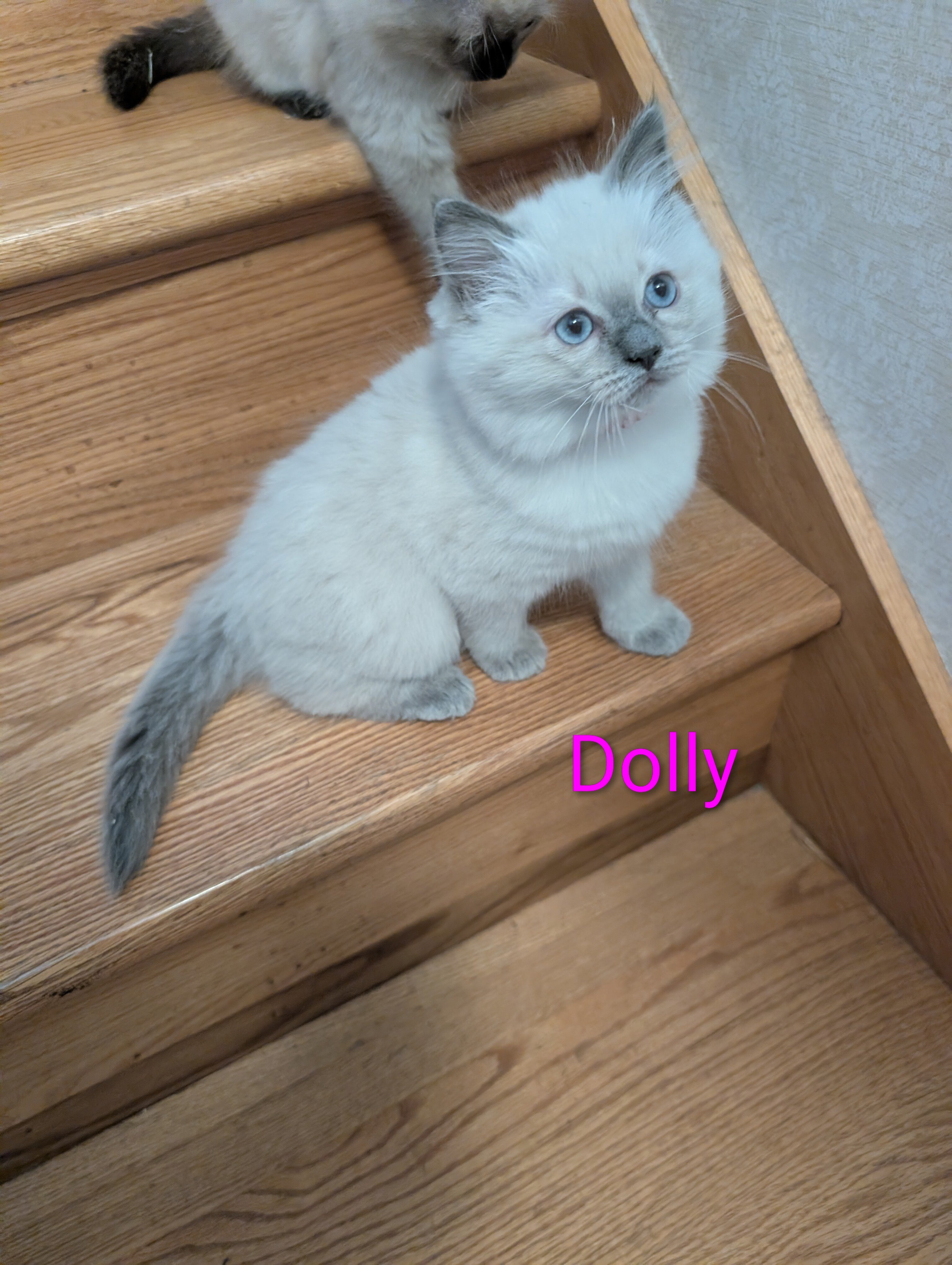 Ragdoll kittens image 4
