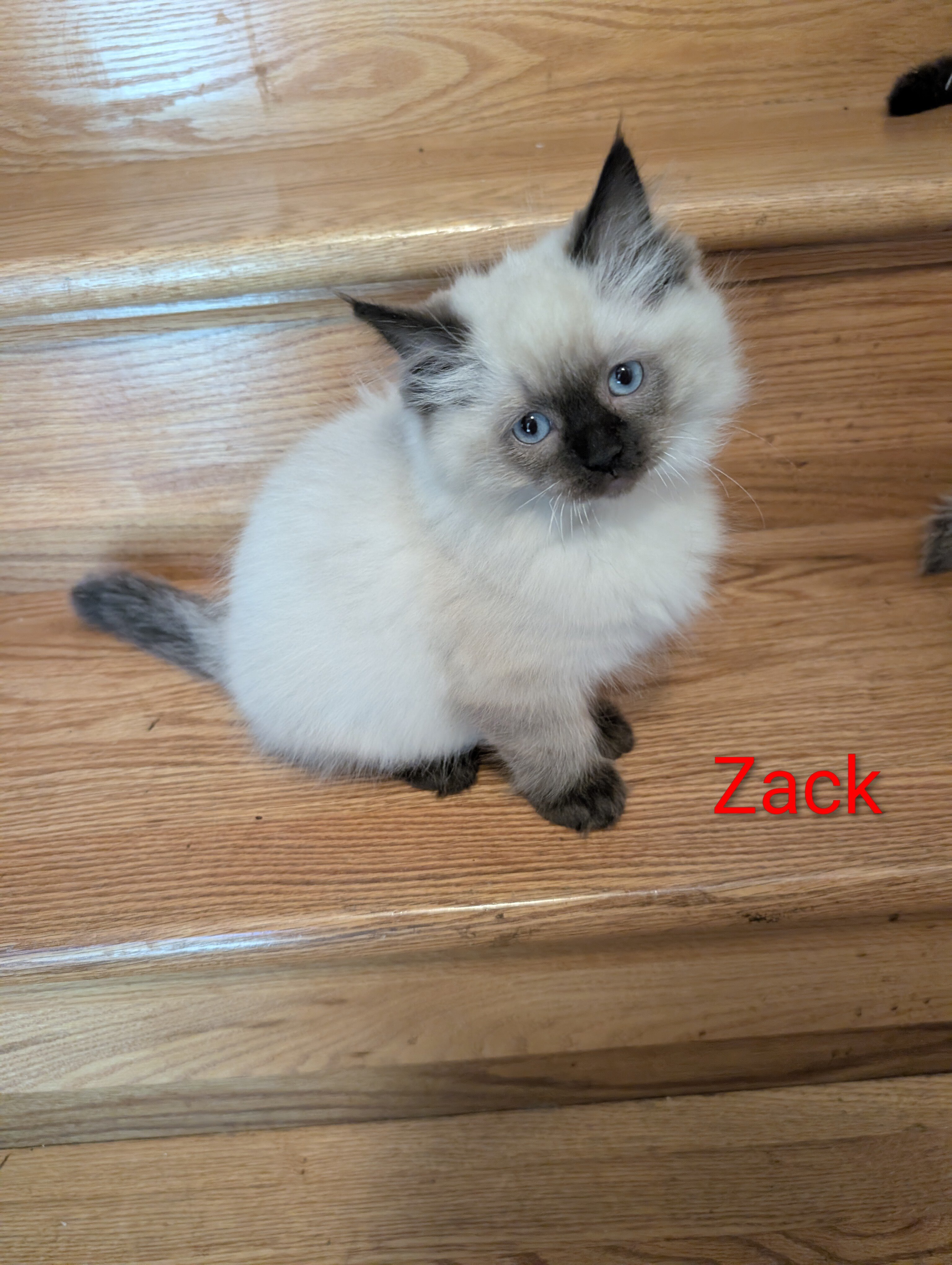 Ragdoll kittens image 5