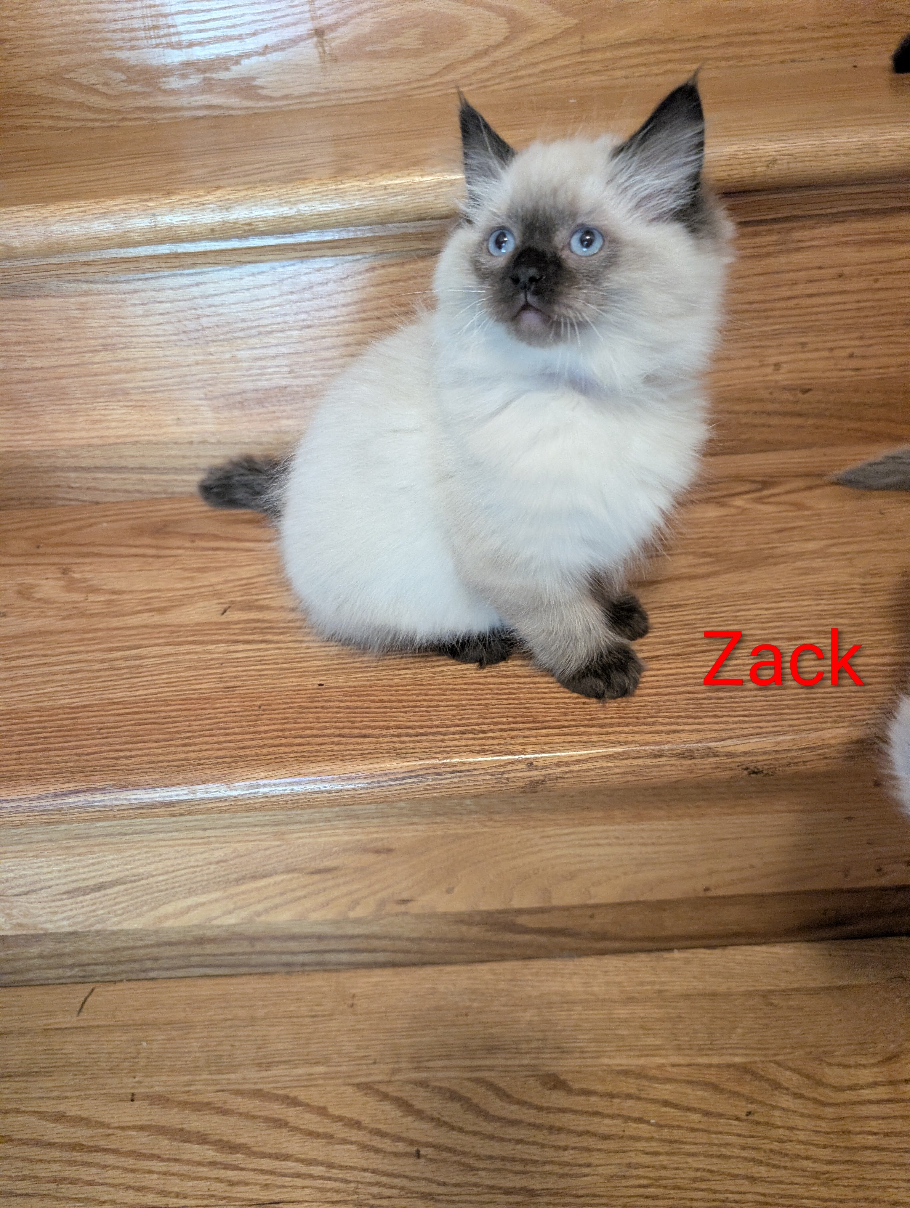 Ragdoll kittens image 6
