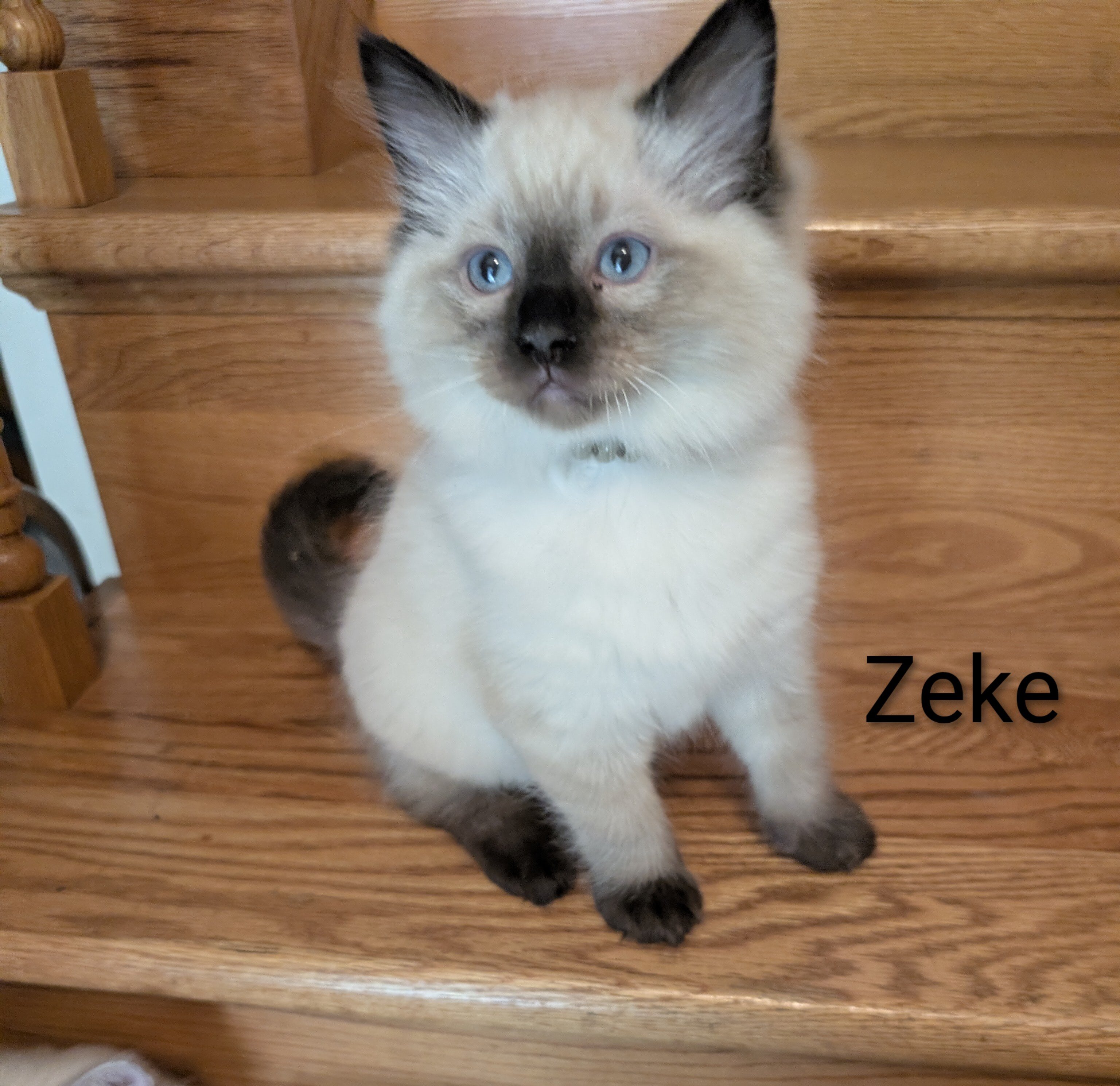 Ragdoll kittens image 7
