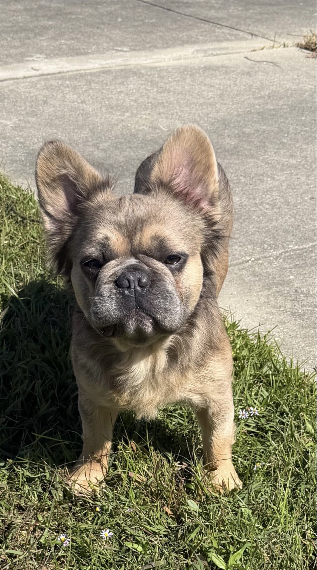 Fluffy Frenchie image 1