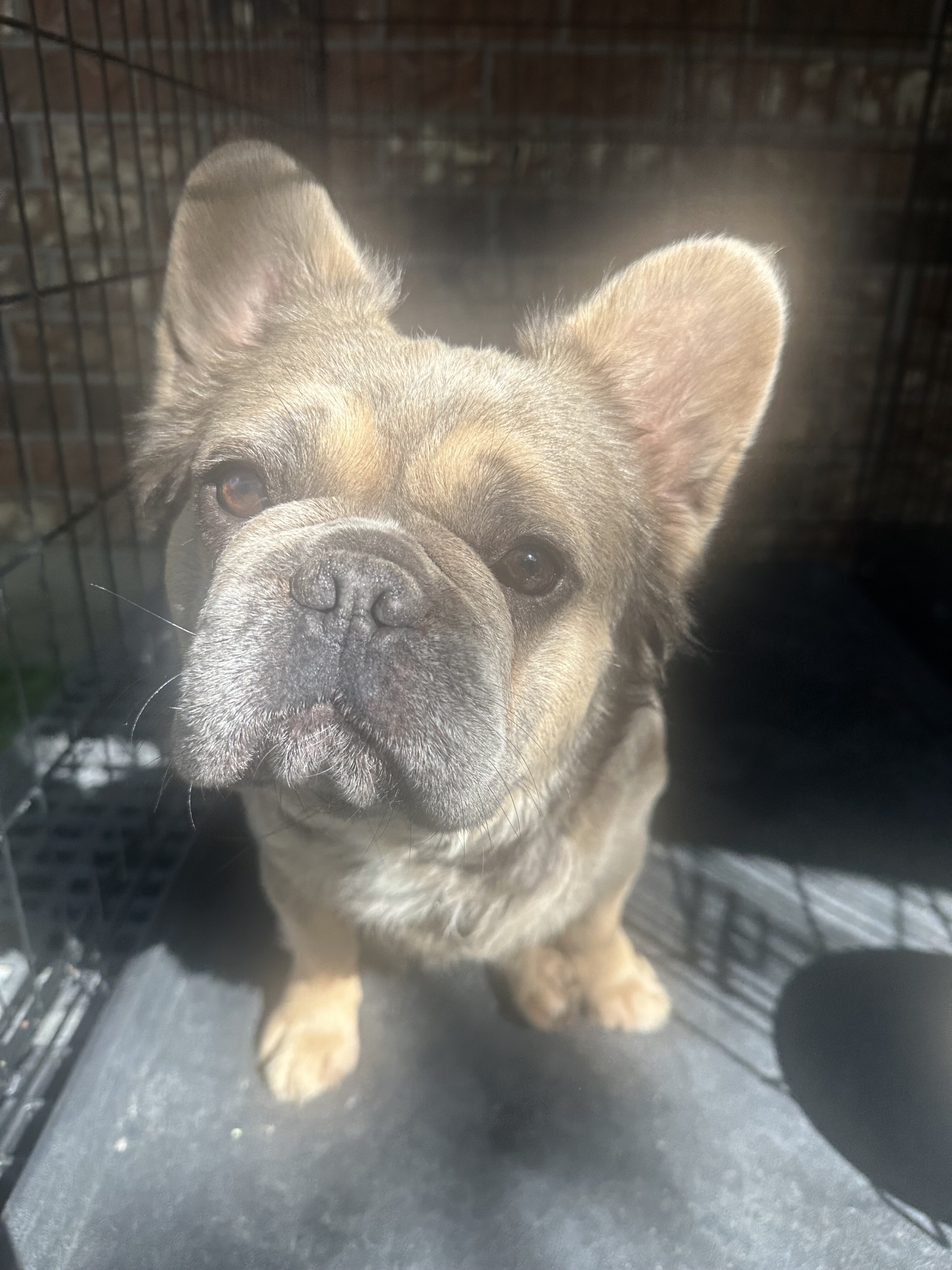 Fluffy Frenchie image 2