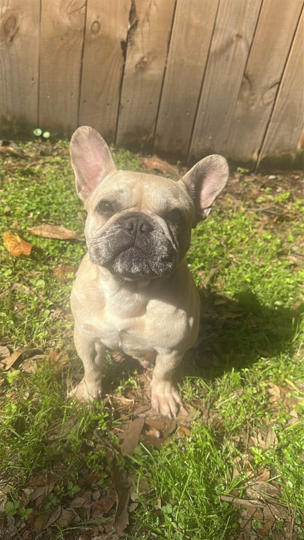 French bulldog image 1