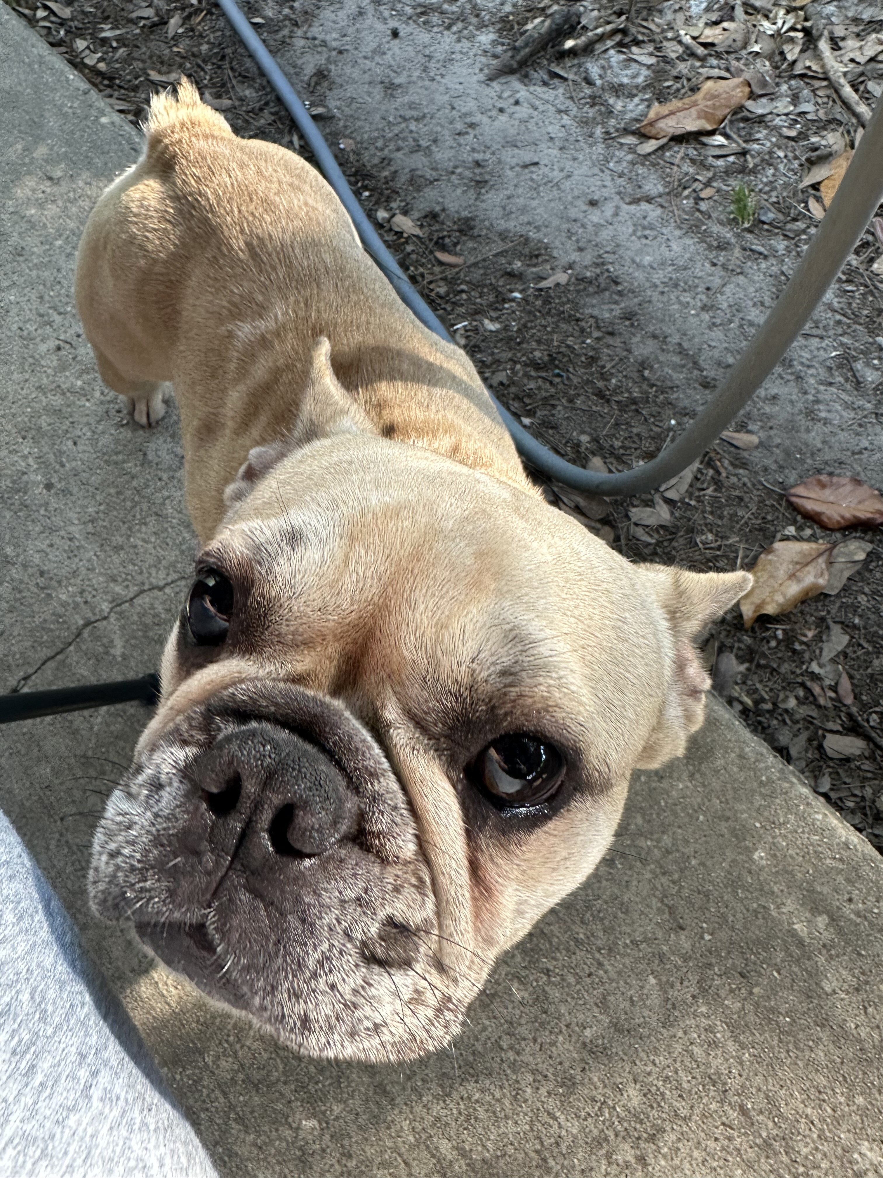 French bulldog image 2