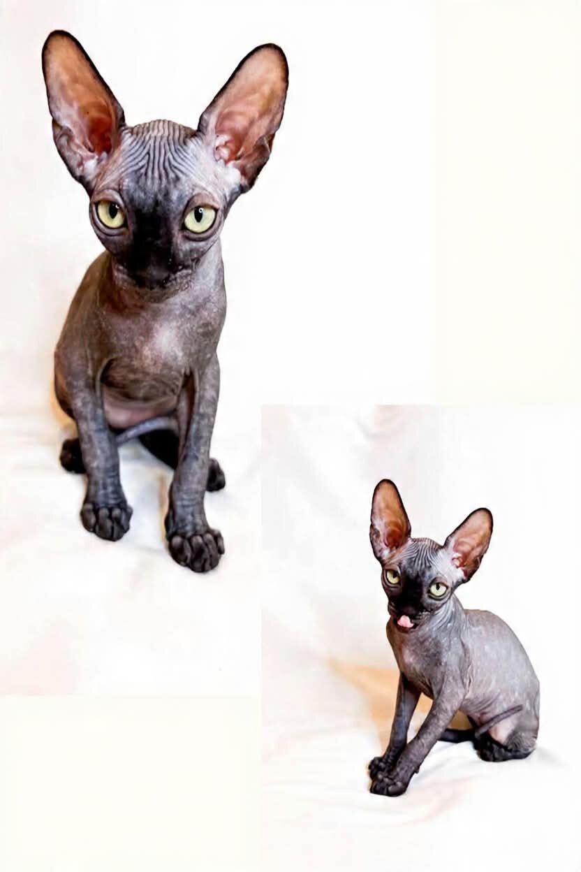 Sphynx image 3