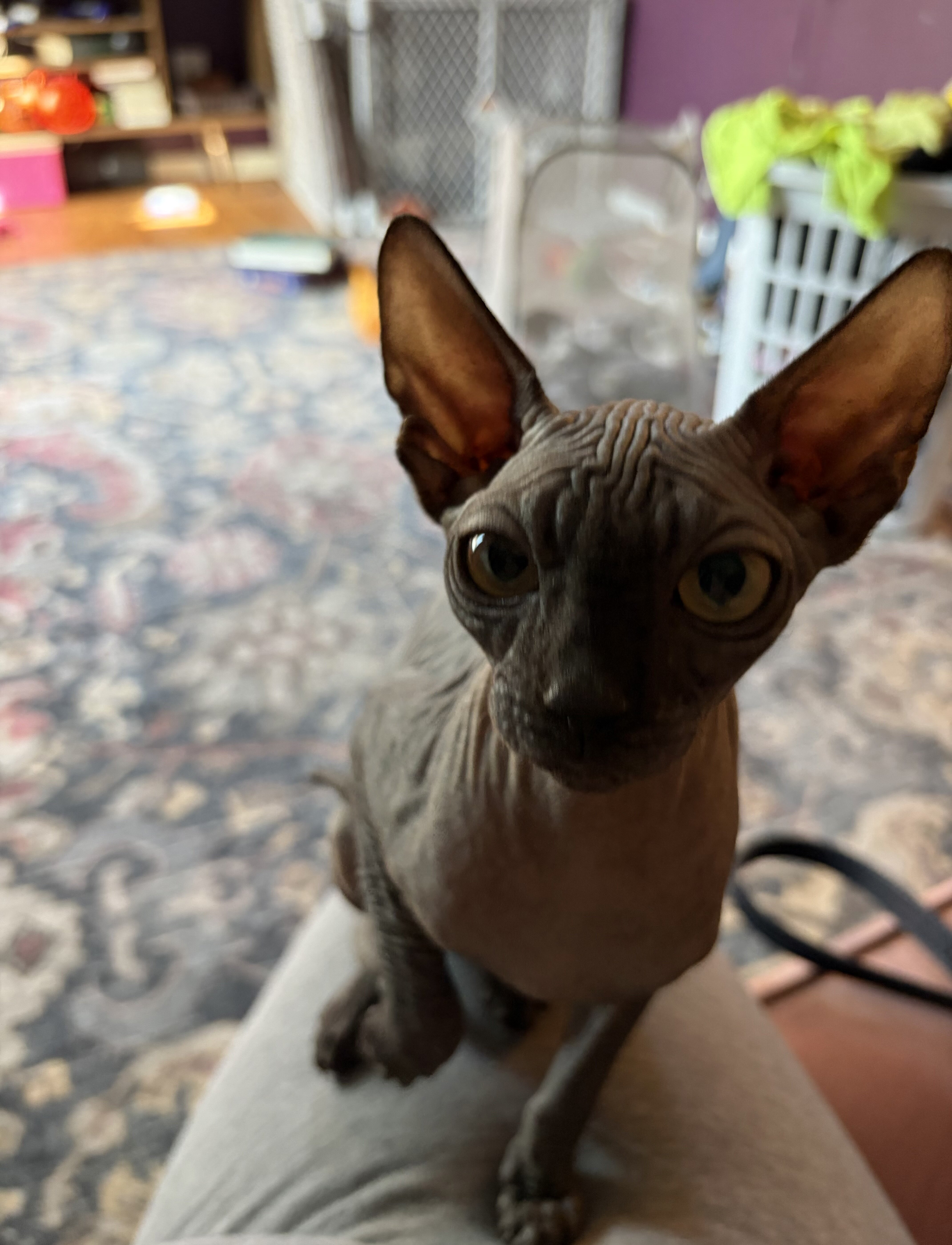 Sphynx image 1