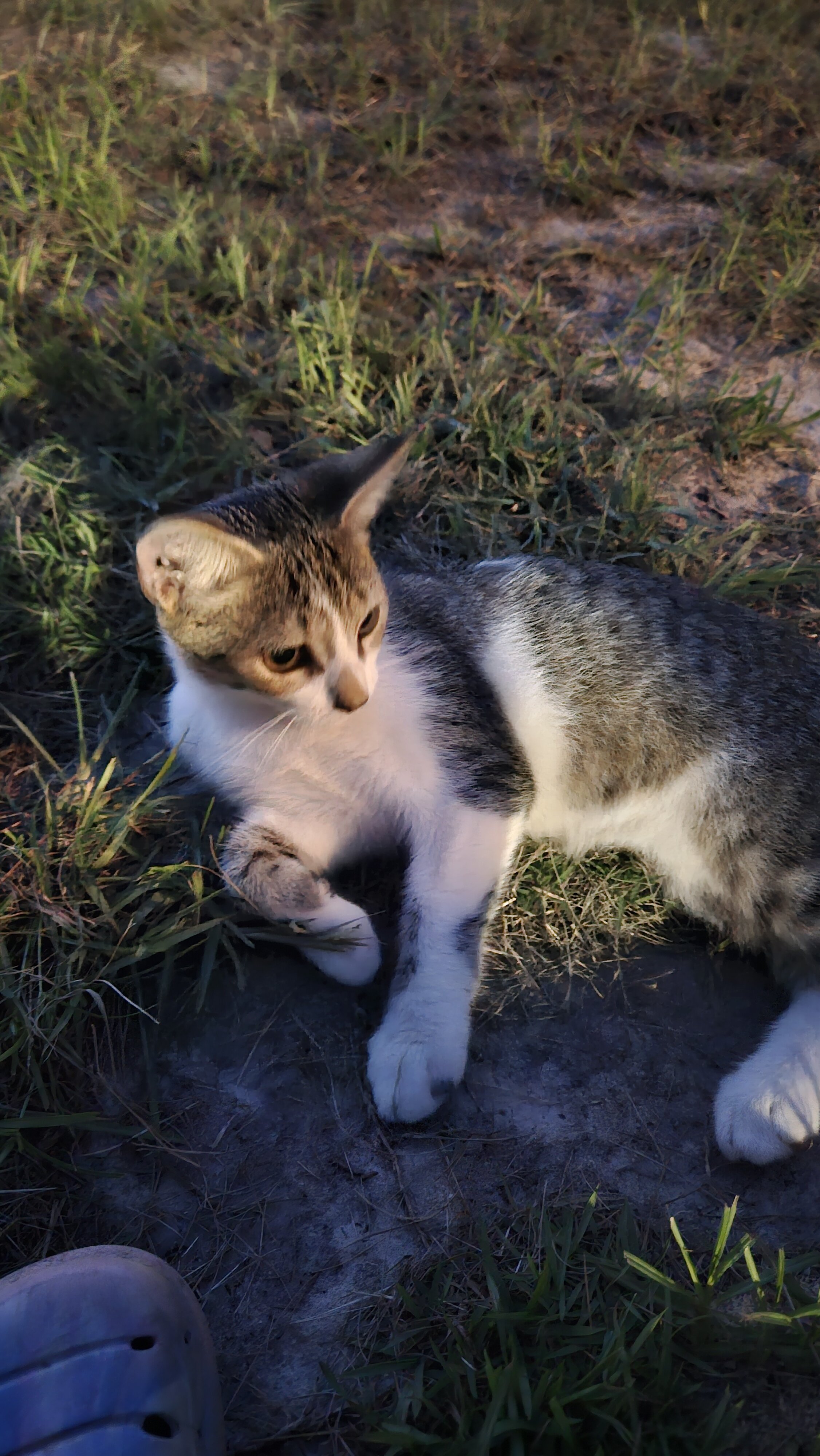 Sweet Boy kitten image 3