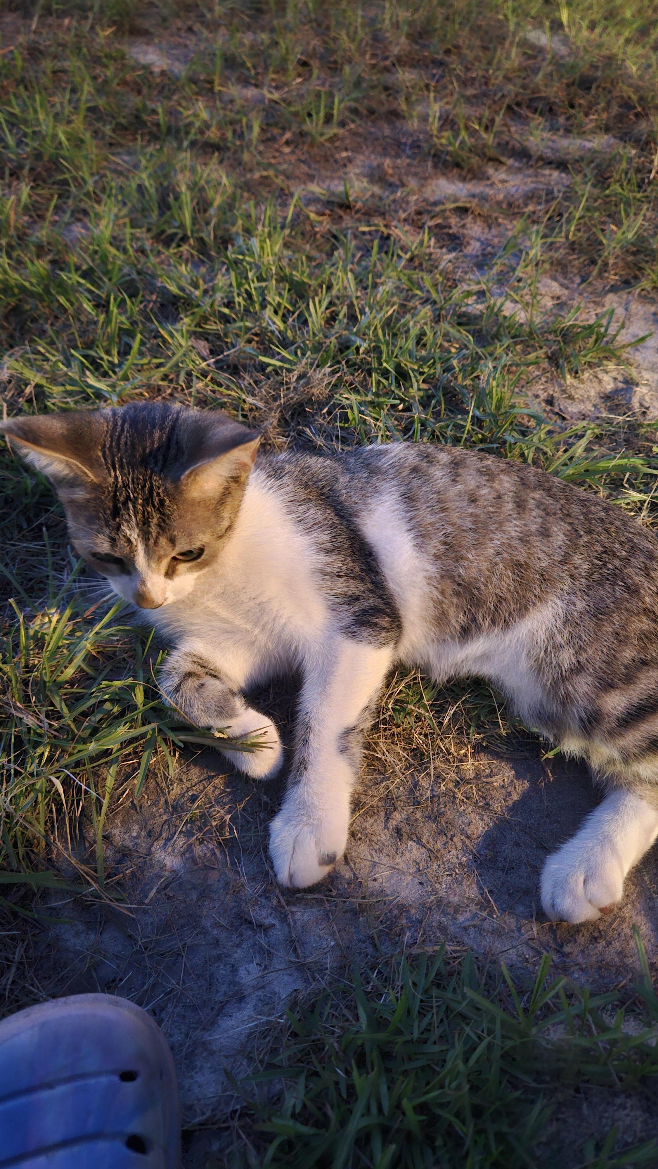 Sweet Boy kitten image 4
