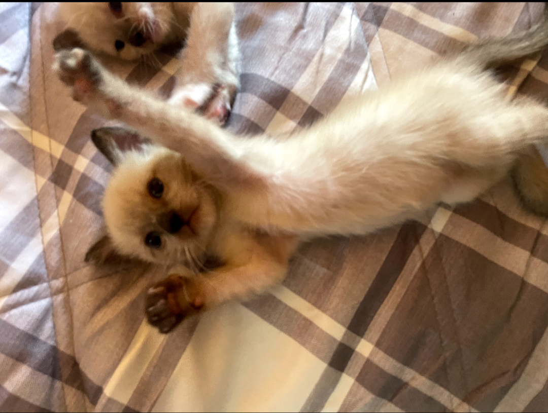 Siamese kittens image 1