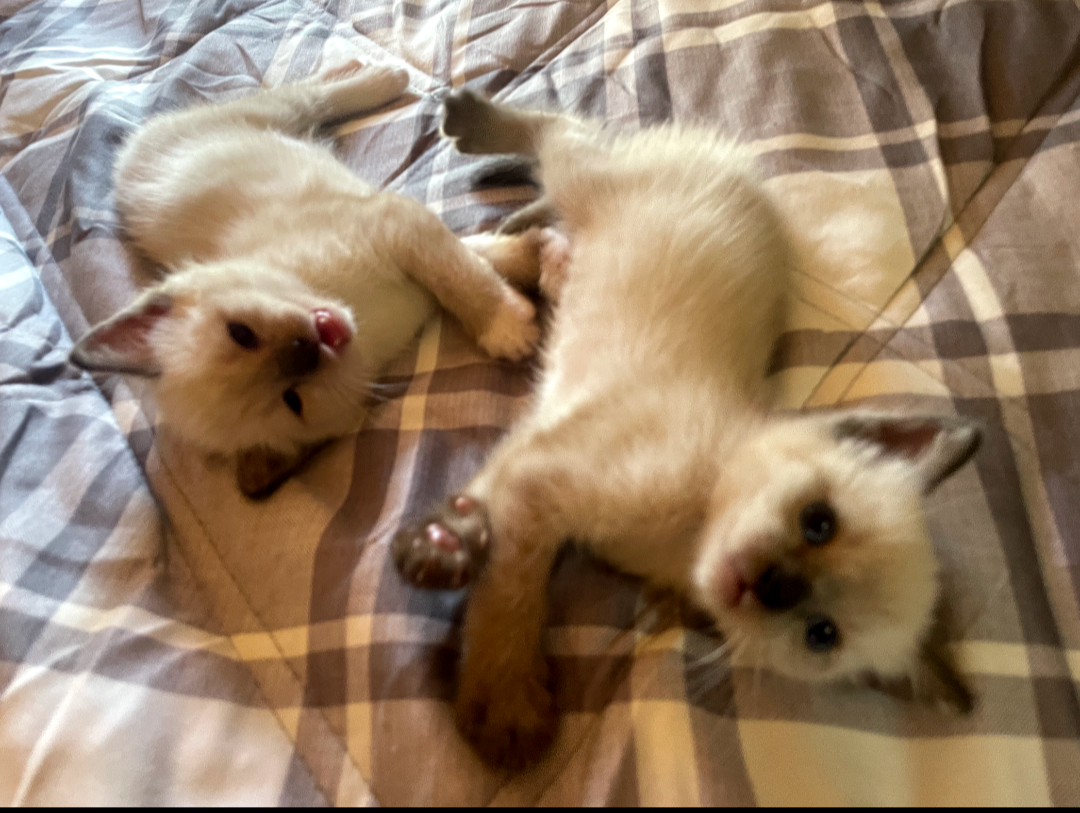 Siamese kittens image 2