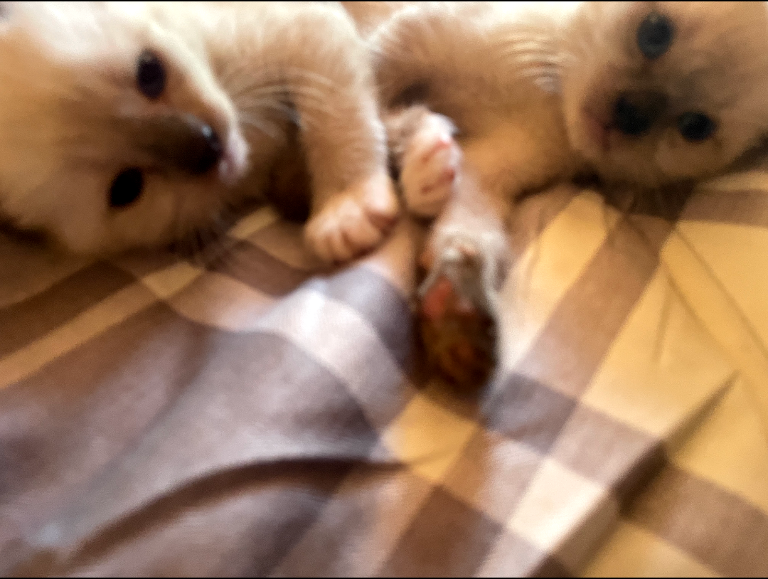 Siamese kittens image 3