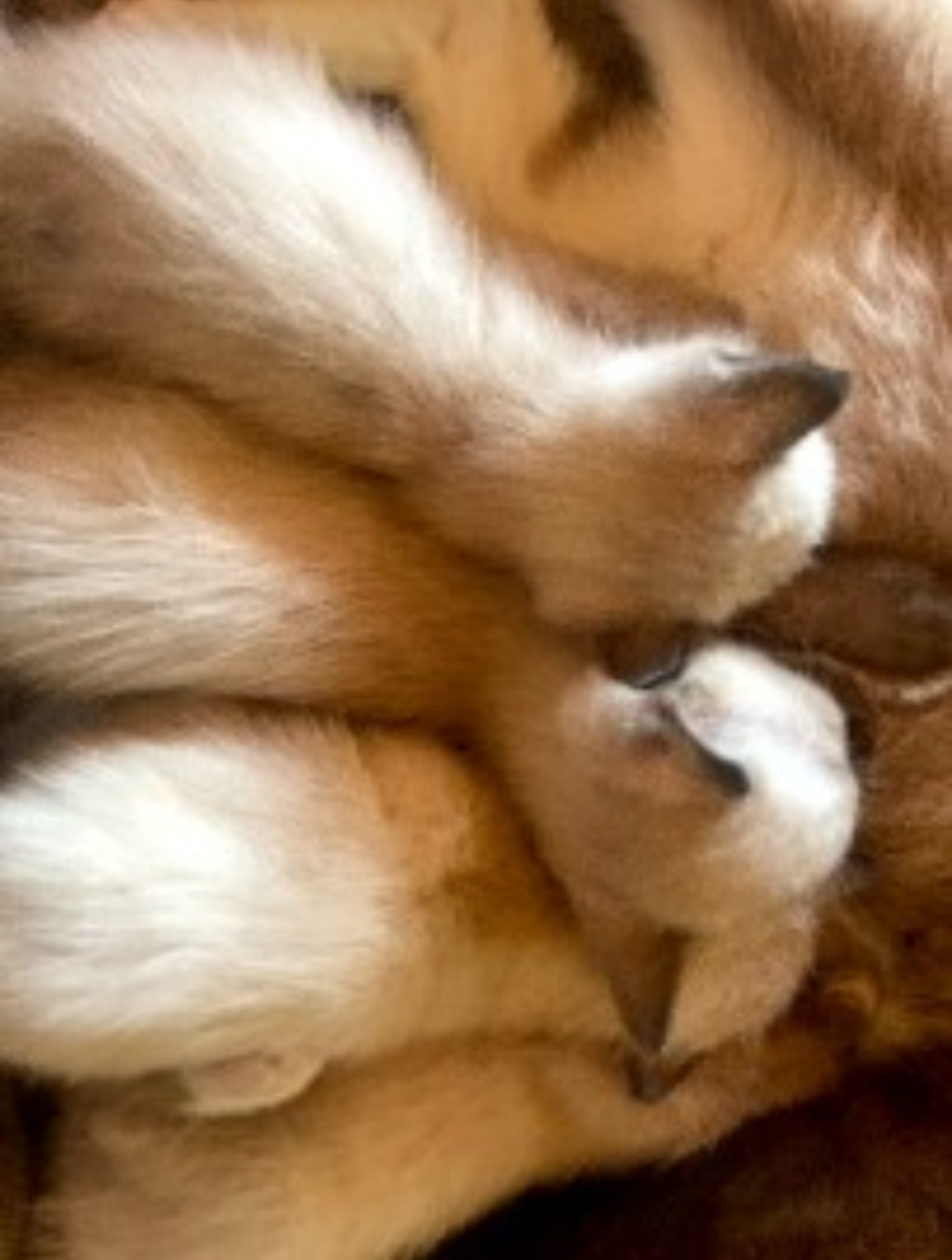 Siamese kittens image 4