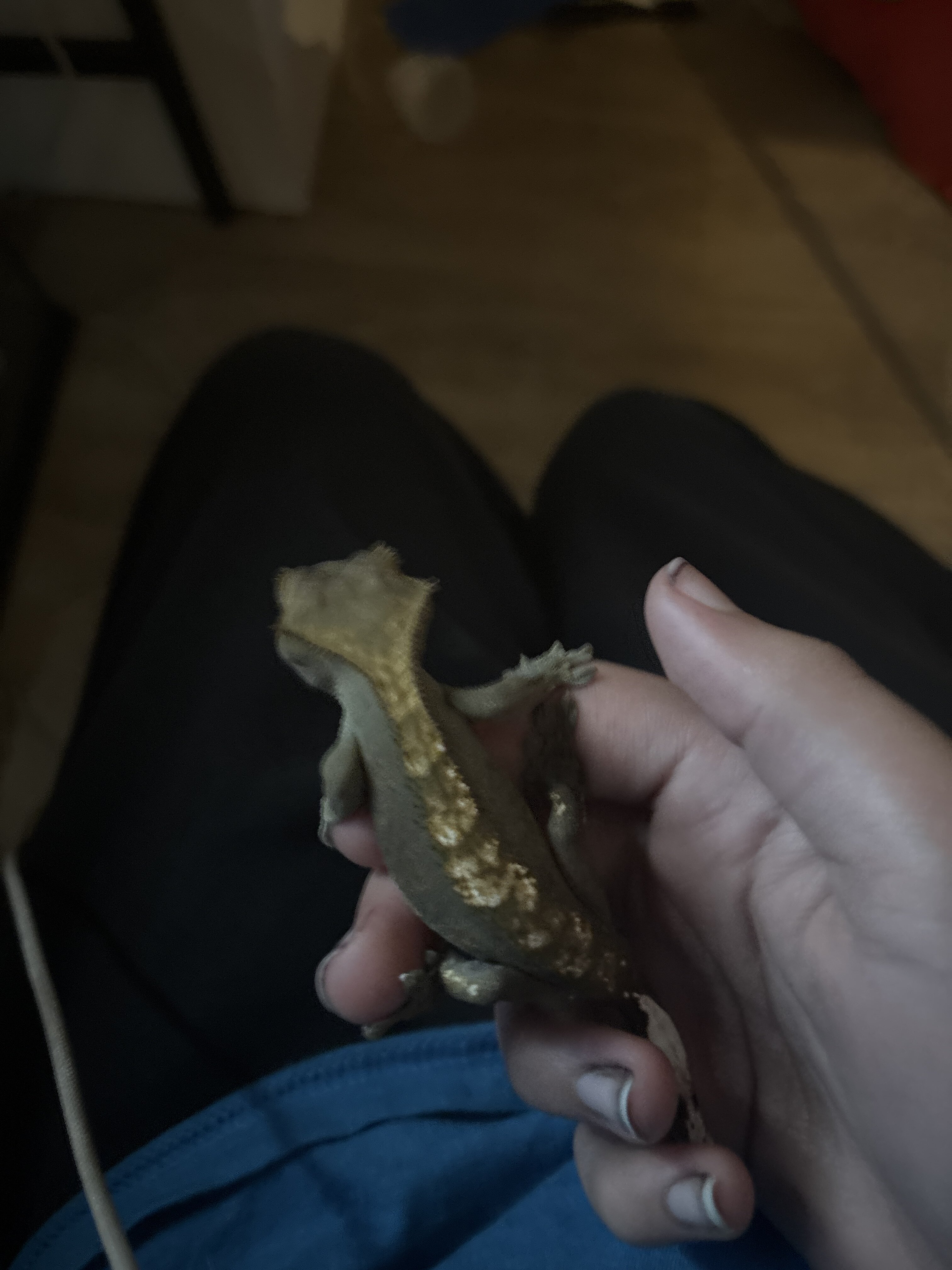 Crested Gecko image 1