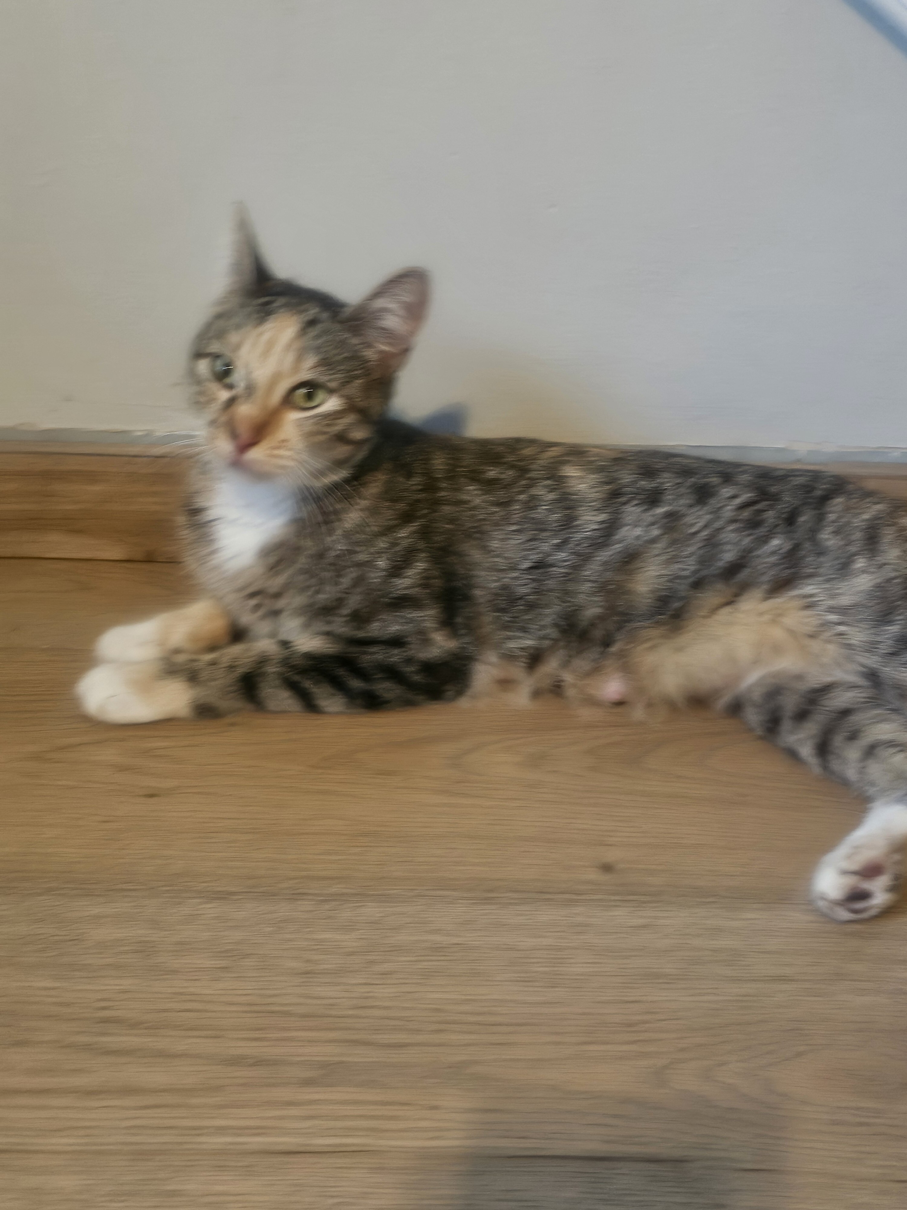 Callie image 1