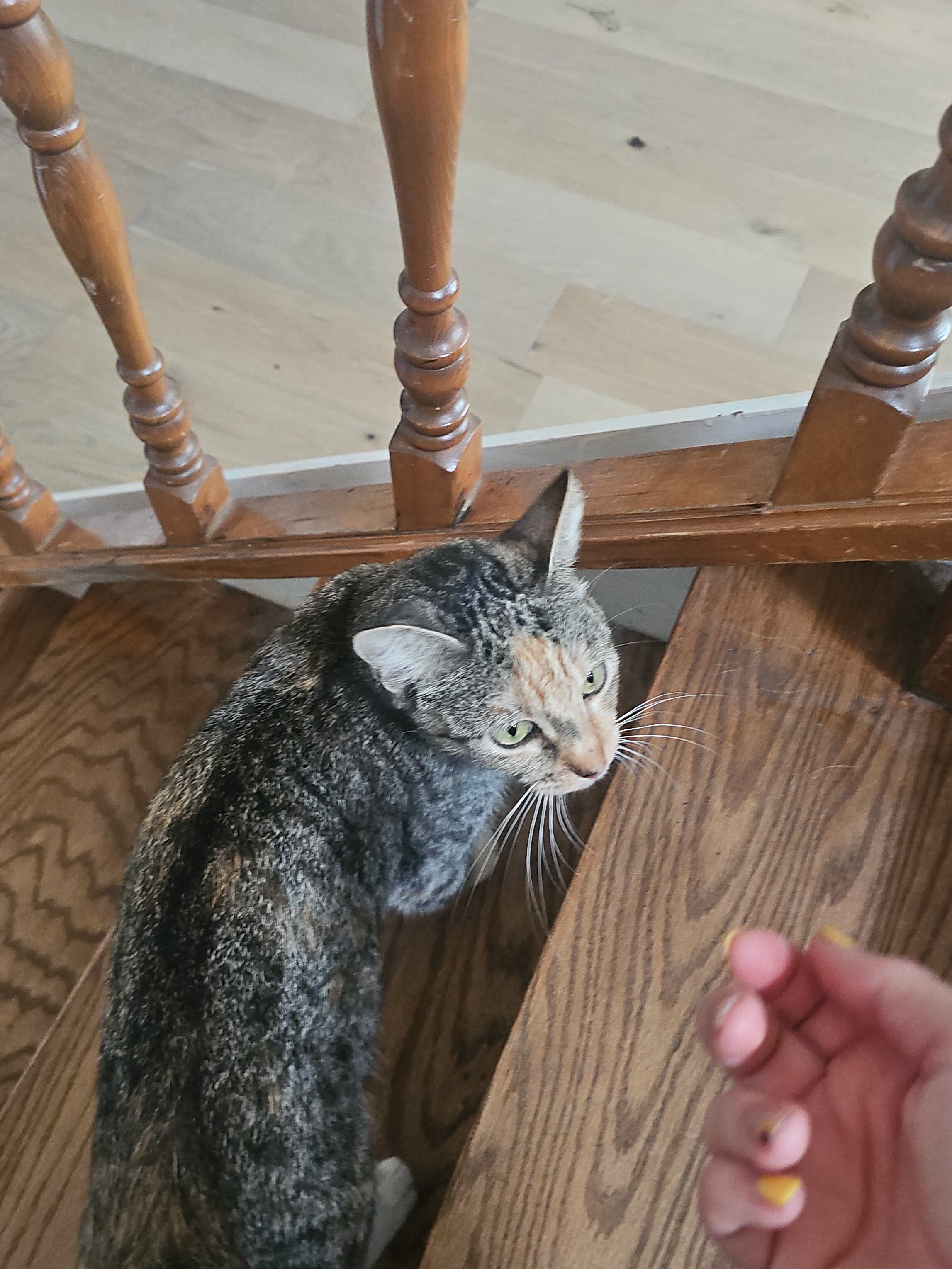 Callie image 4