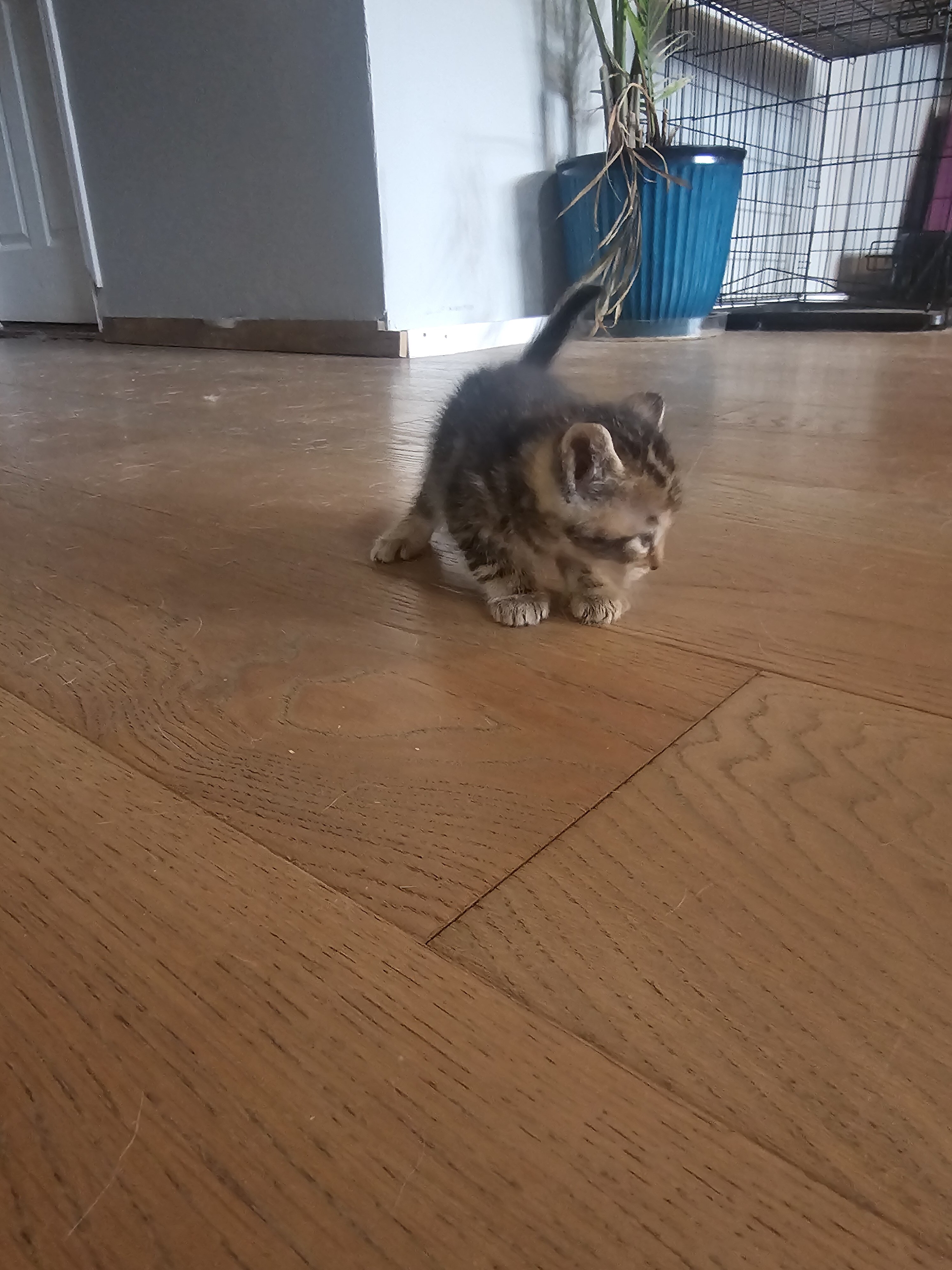 Kitten image 5