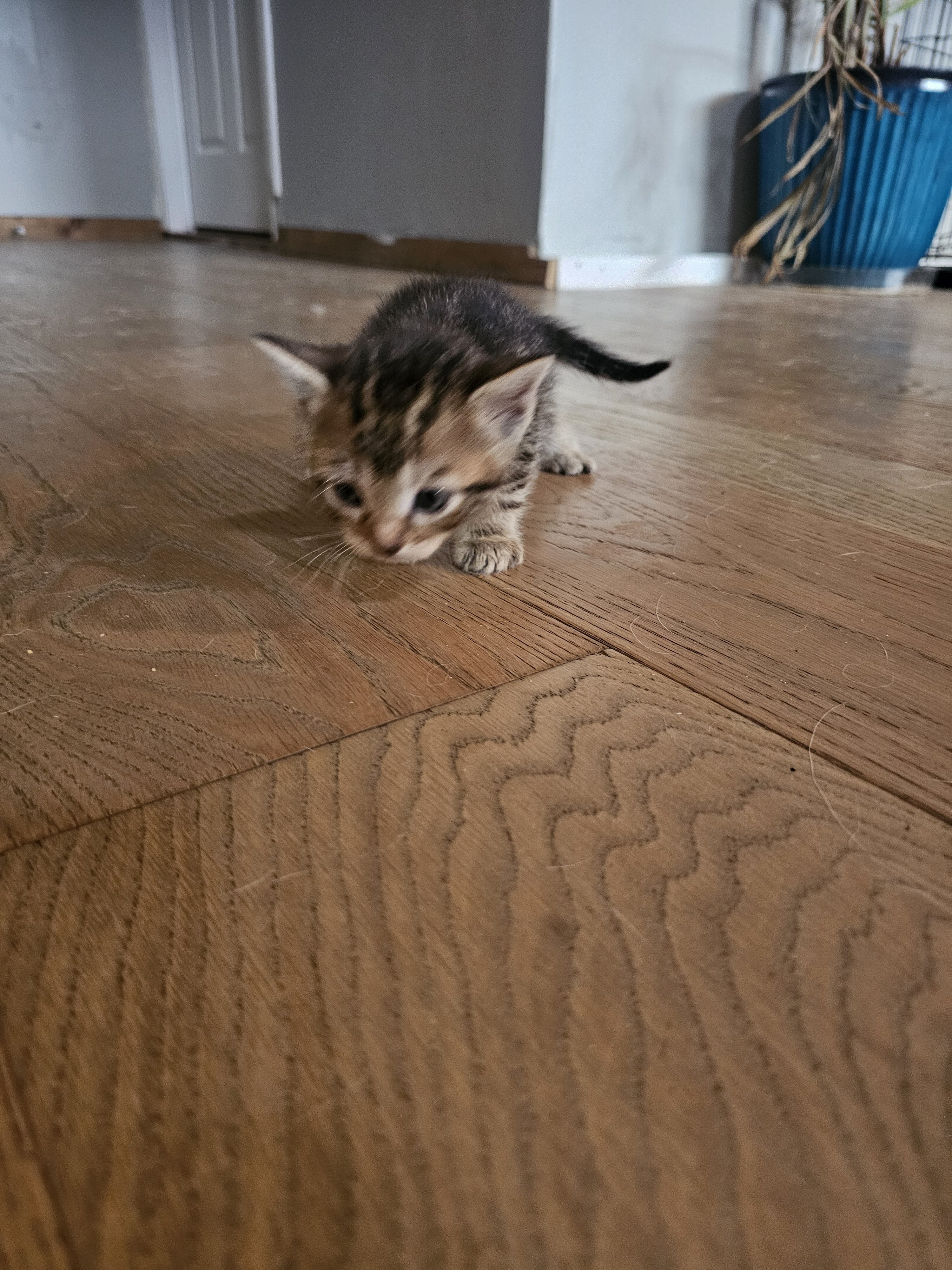 Kitten image 4