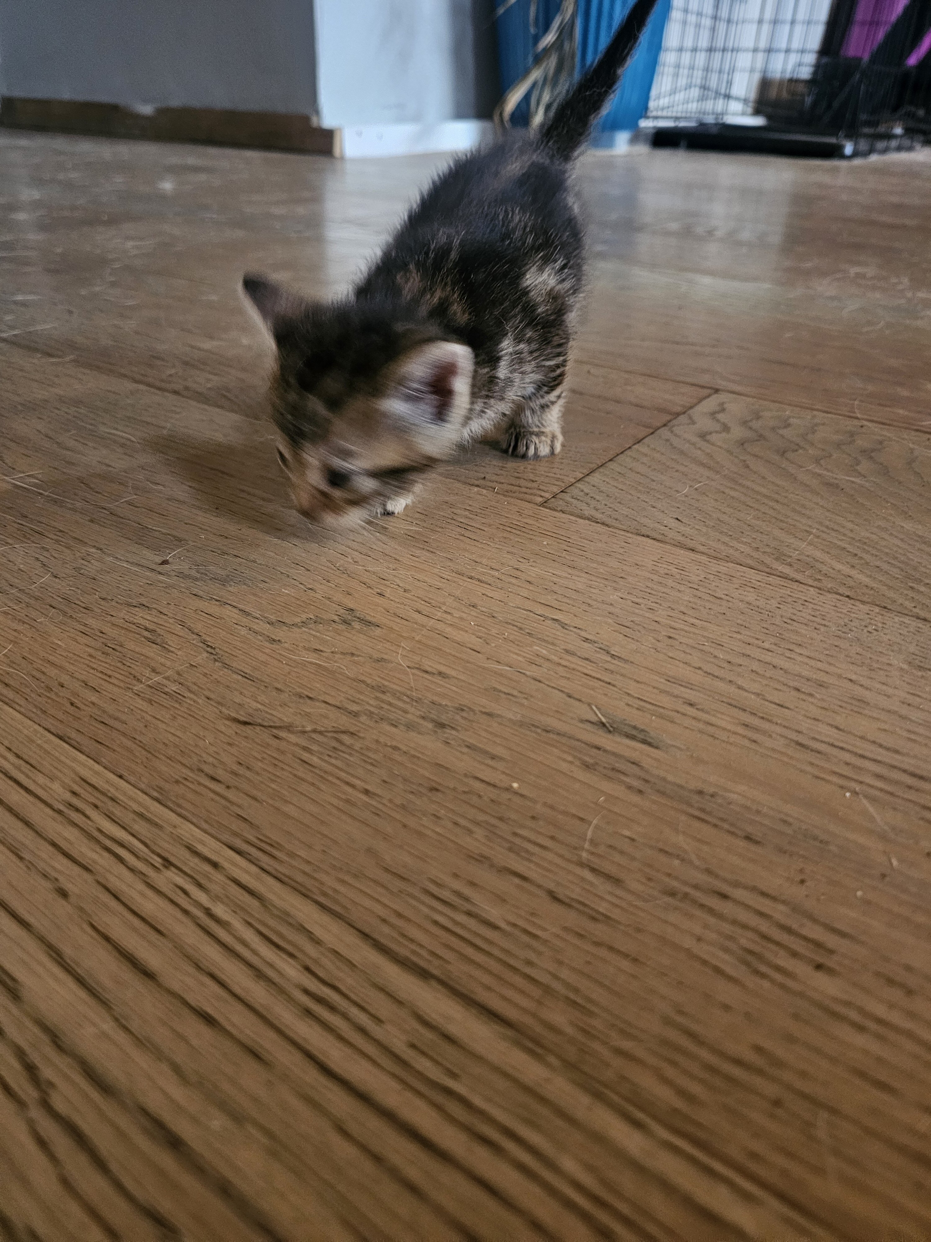 Kitten image 3