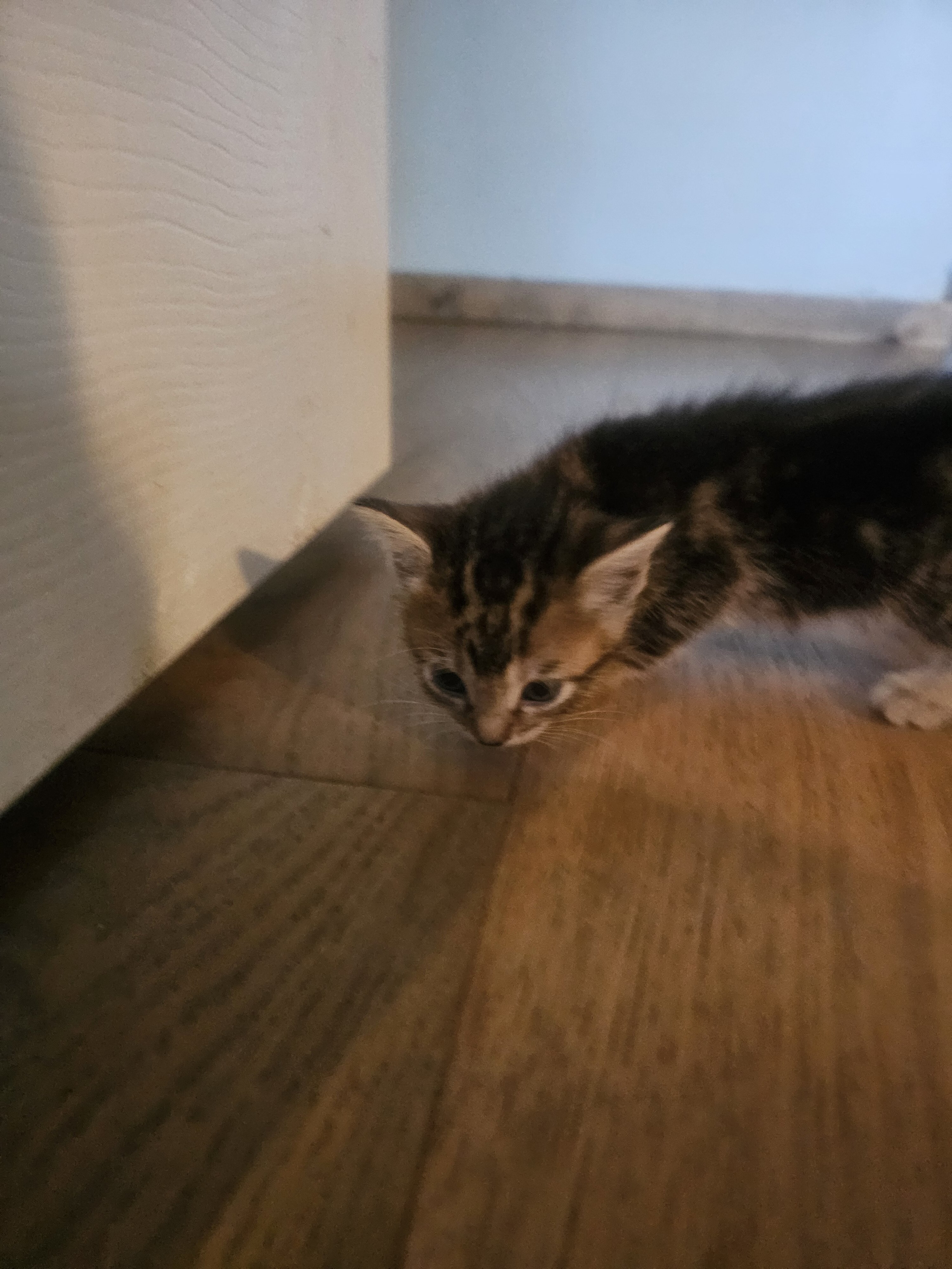 Kitten image 1