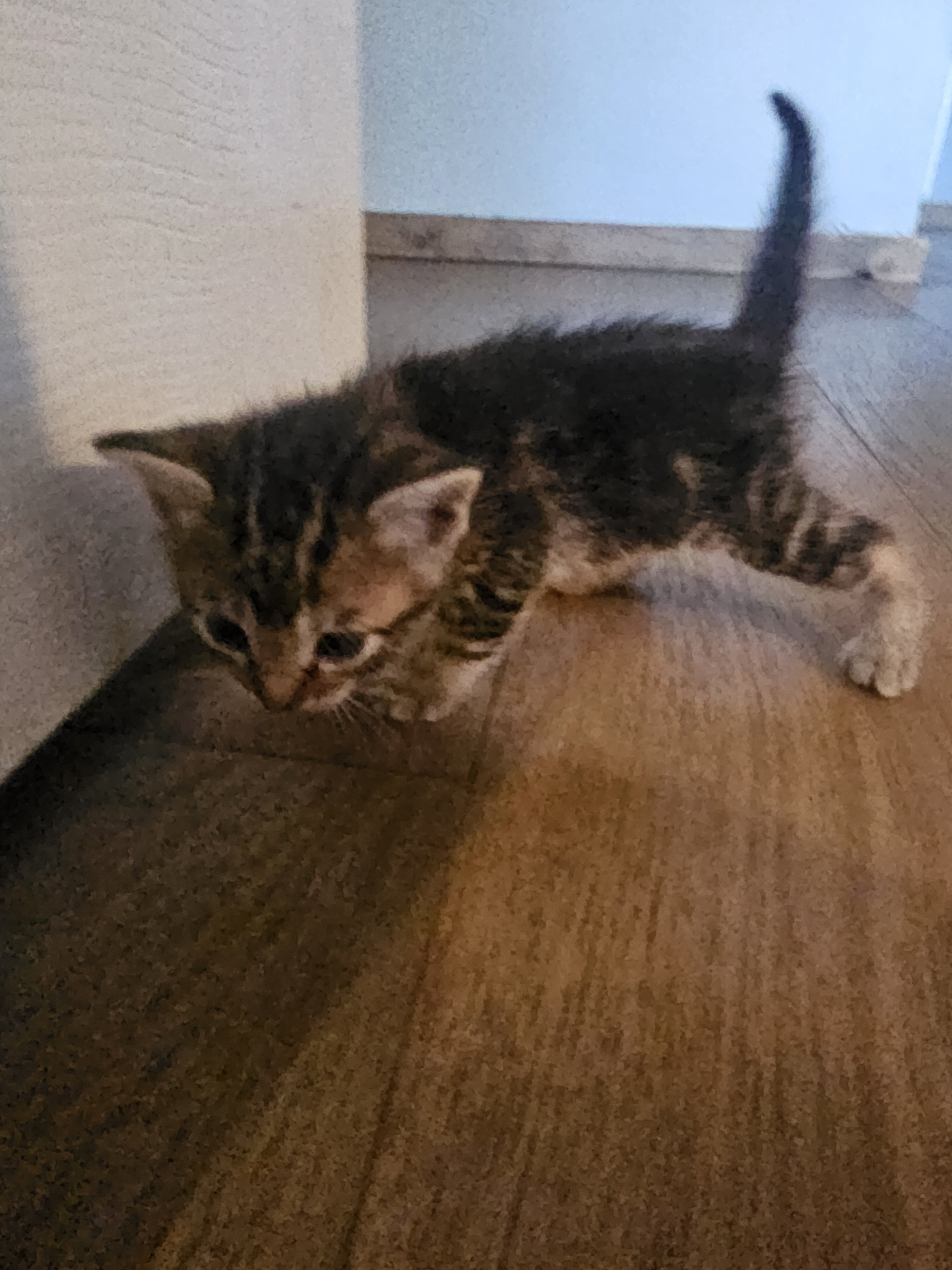 Kitten image 2