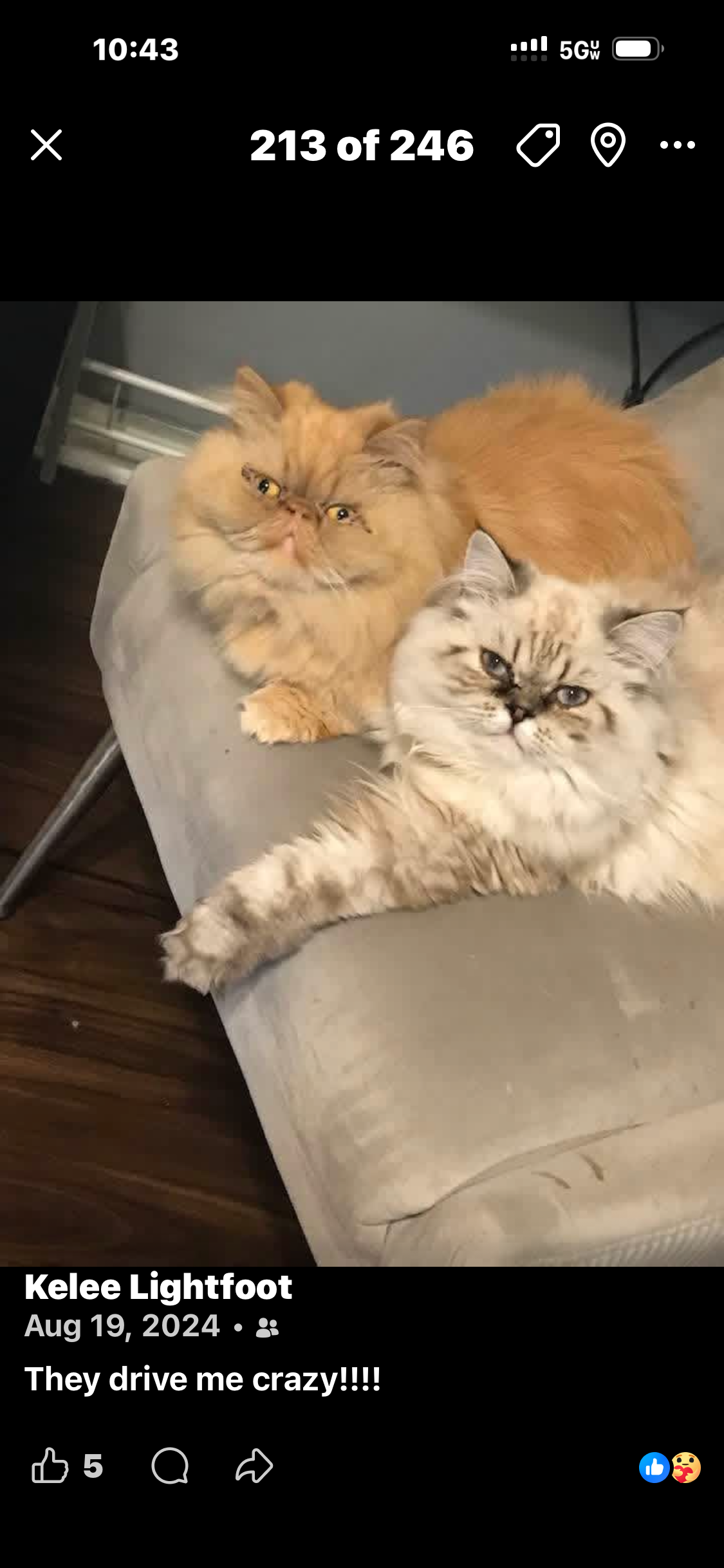 Pure bred Persian kittens image 1