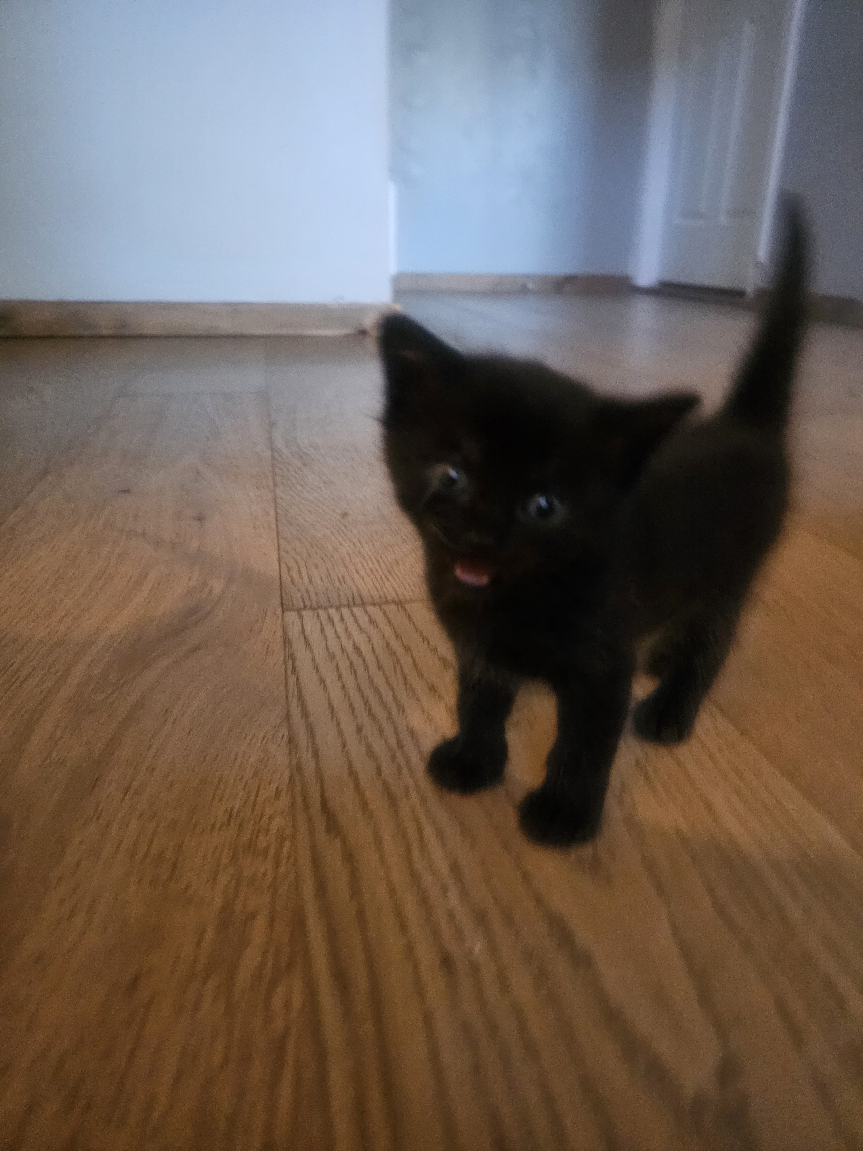 Black Kitten image 4