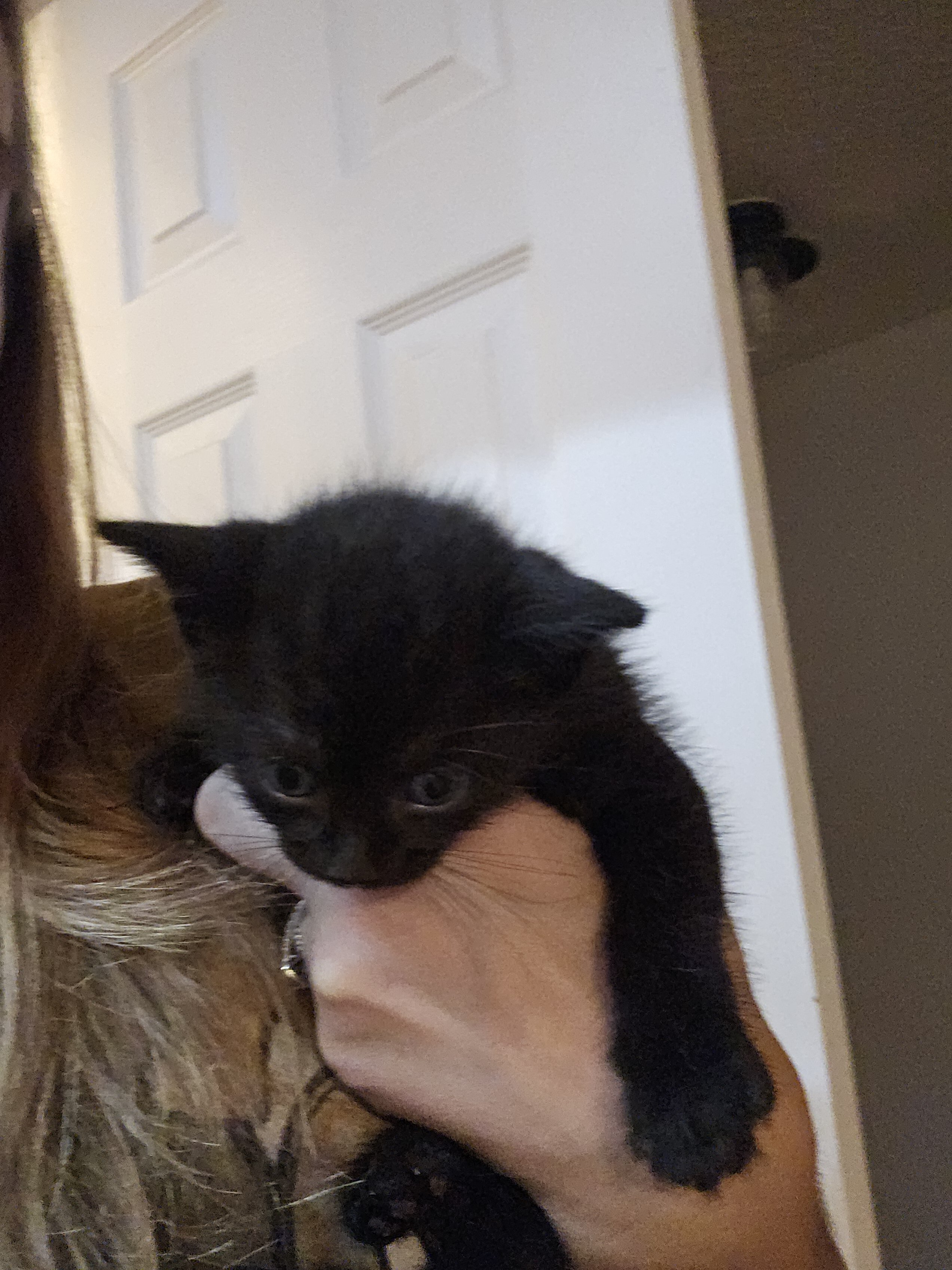 Black Kitten image 3