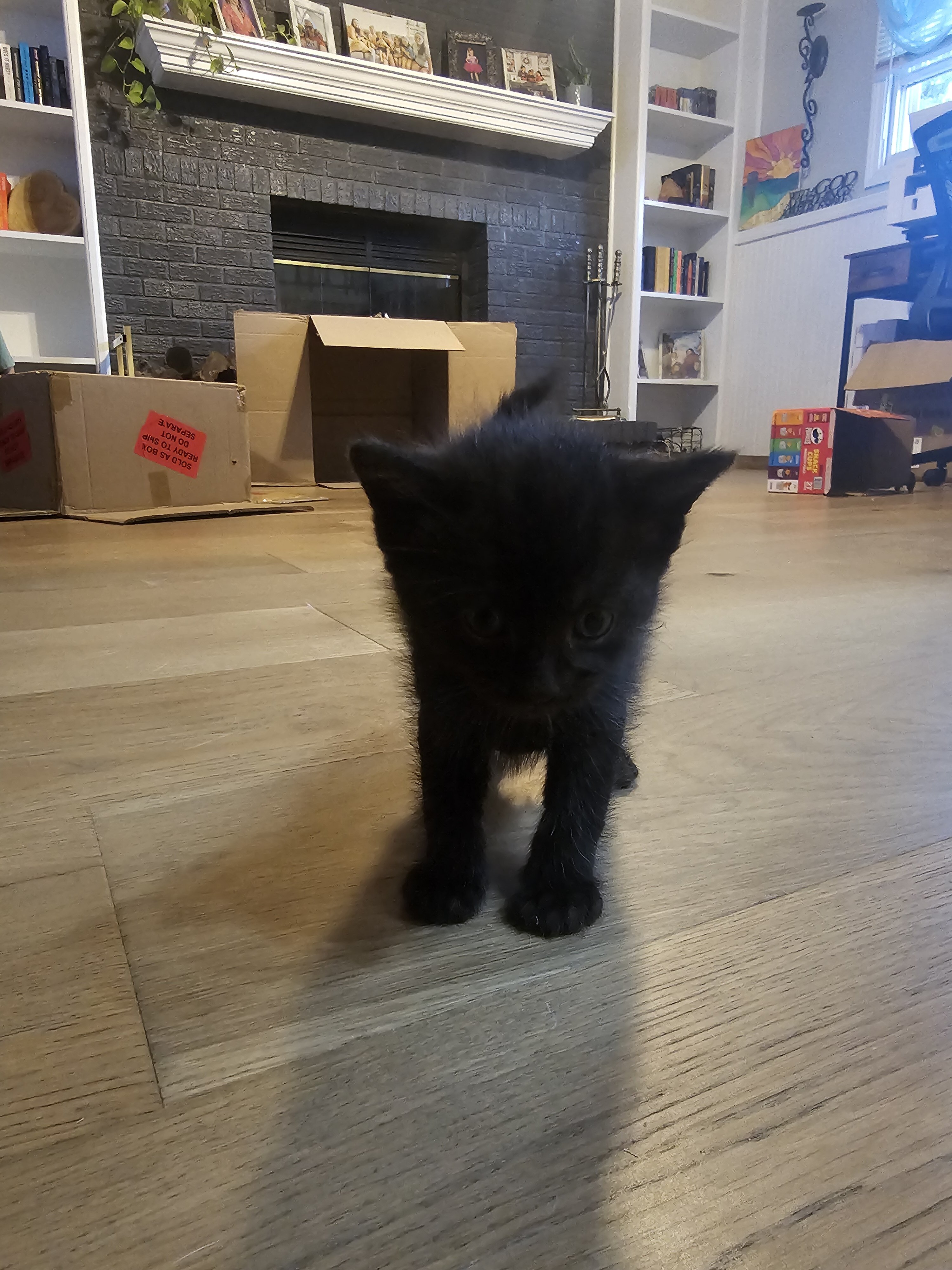 Black Kitten image 2