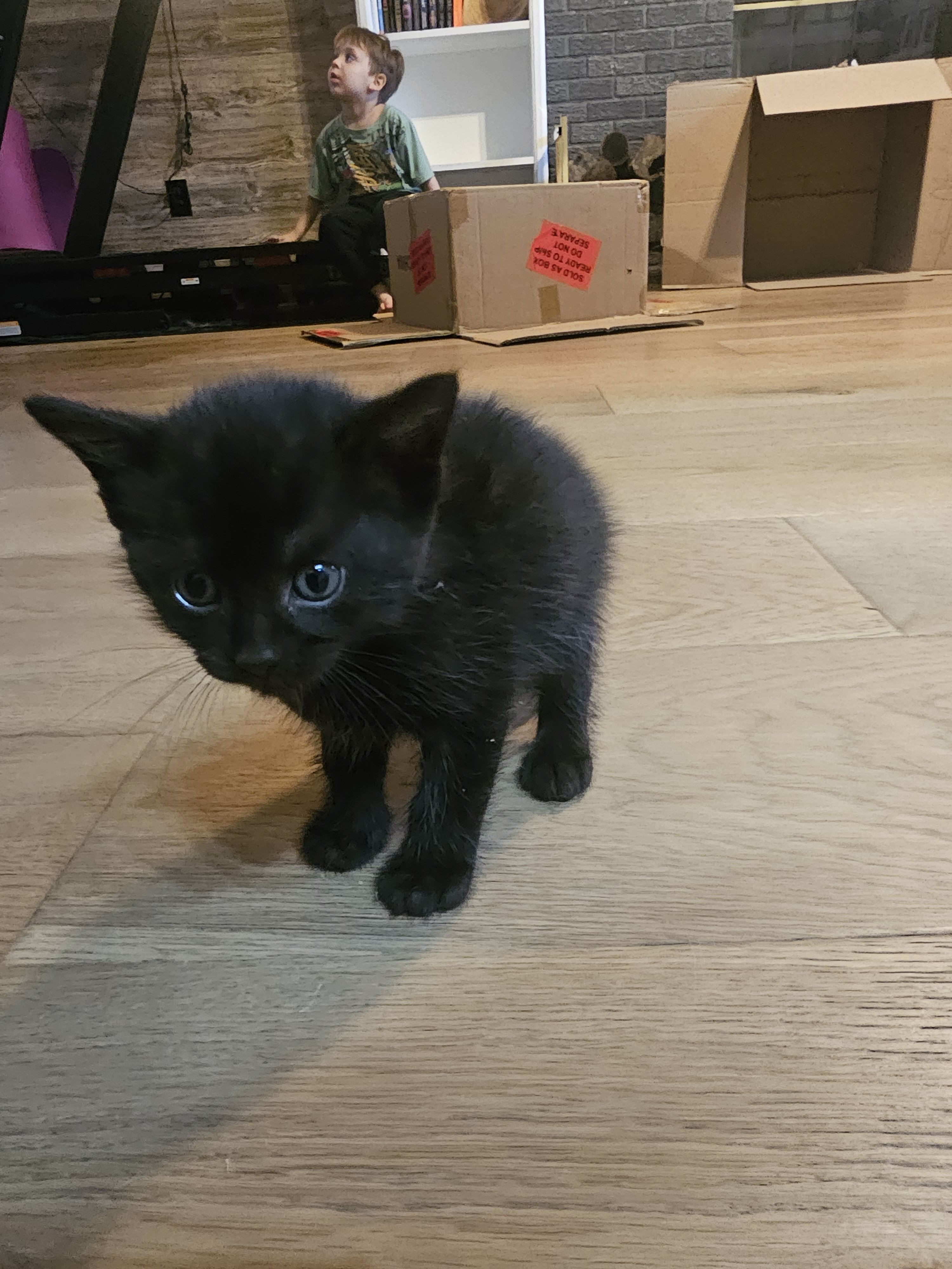 Black Kitten image 1