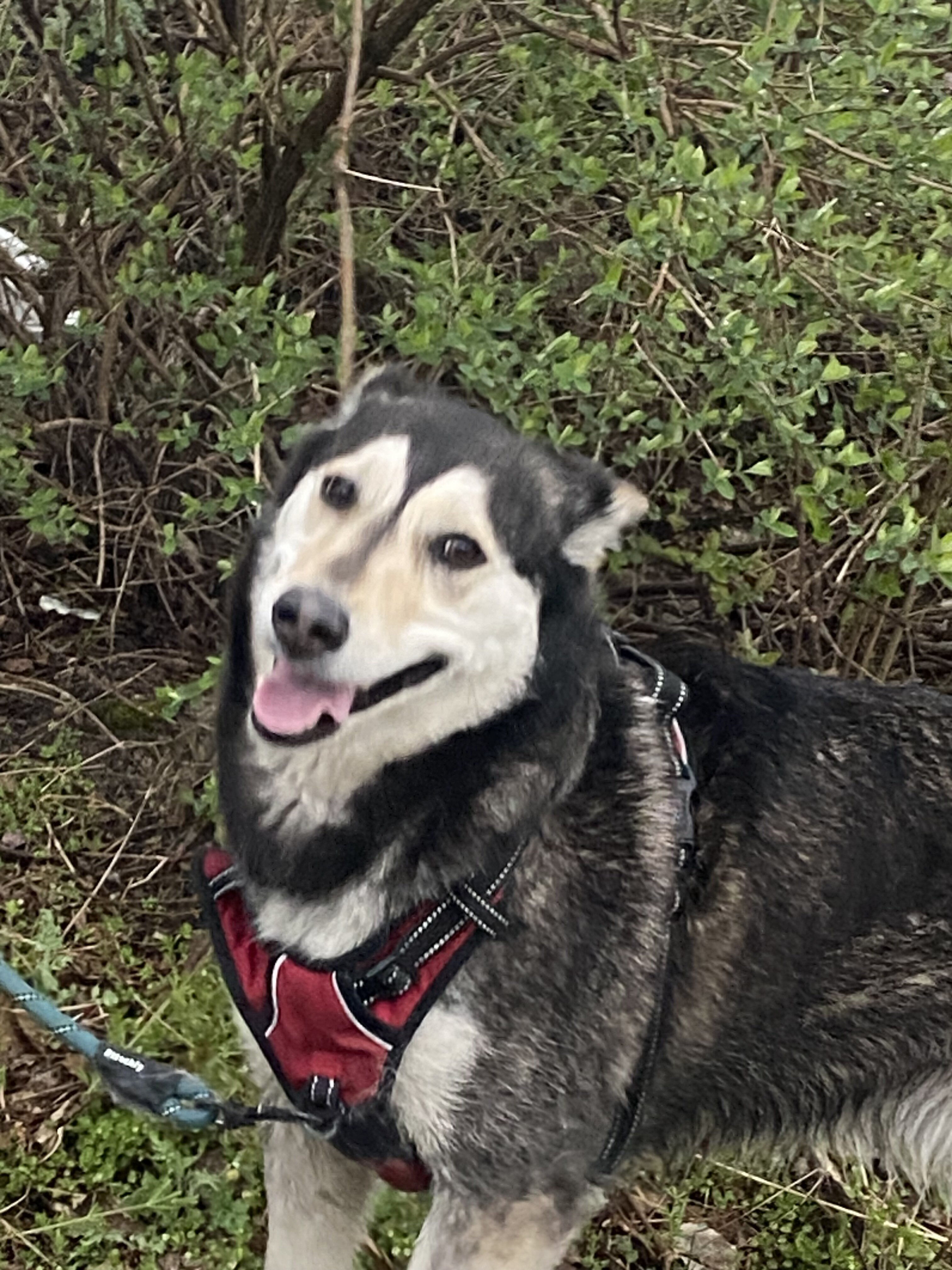 Husky image 1