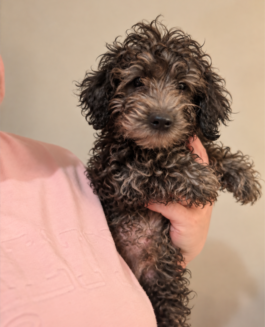 Micro mini goldendoodles image 2