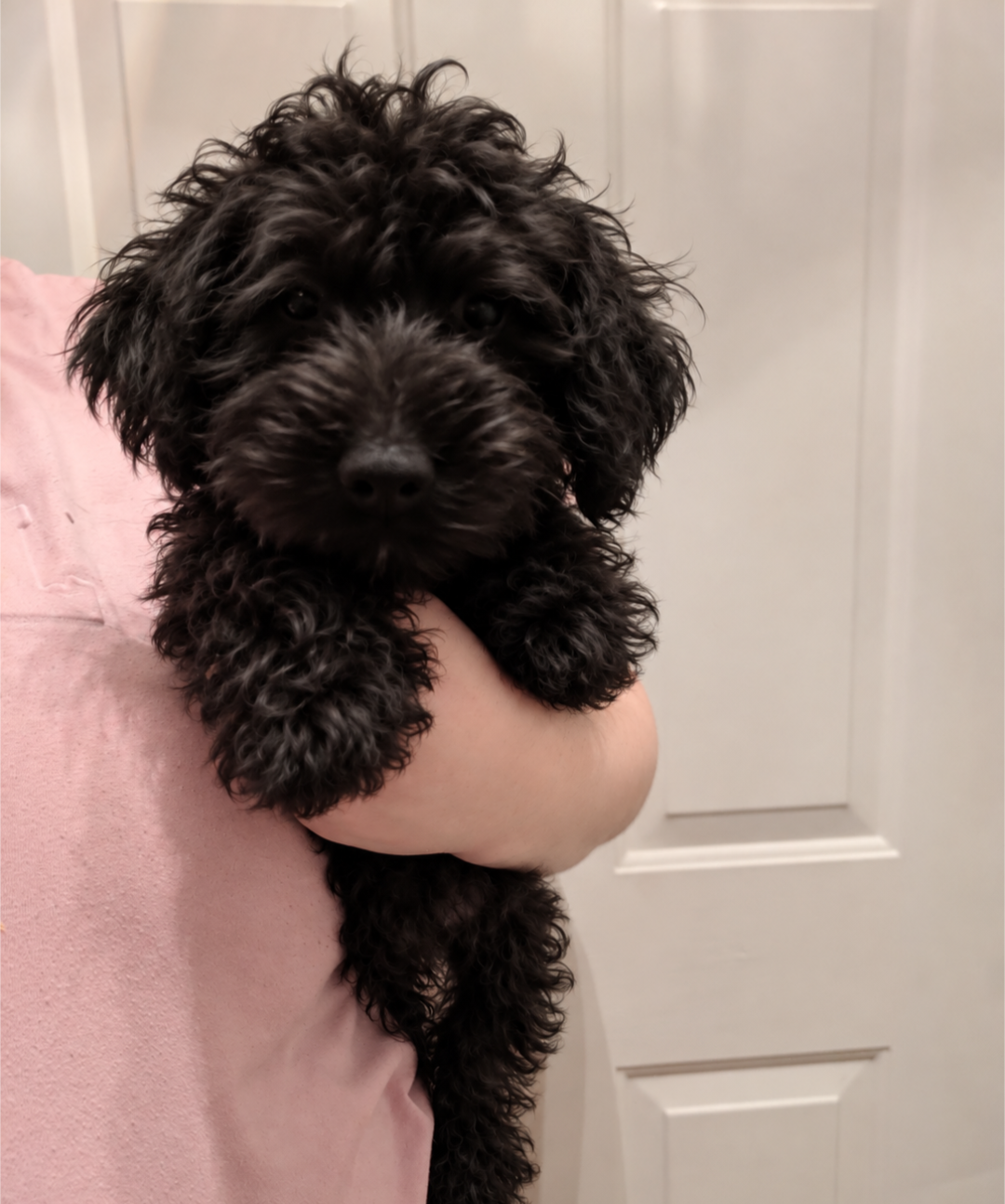 Micro mini goldendoodles image 1