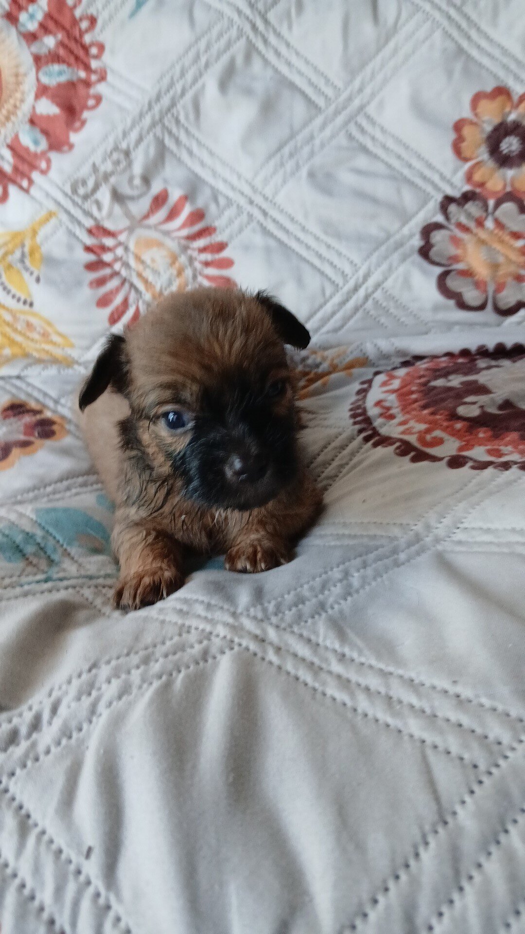 Mal chiweenie Puppy image 1